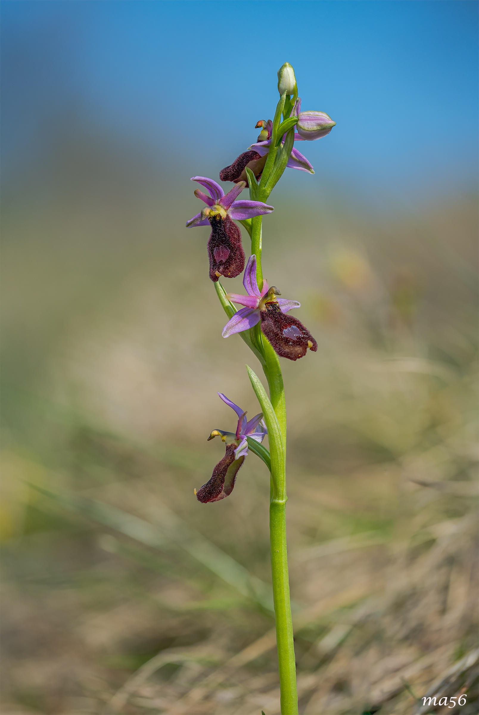 Ophrys Benacensis