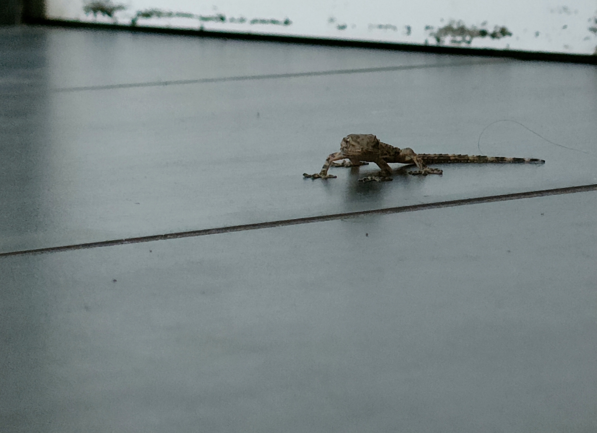 "Indoor" gecko...