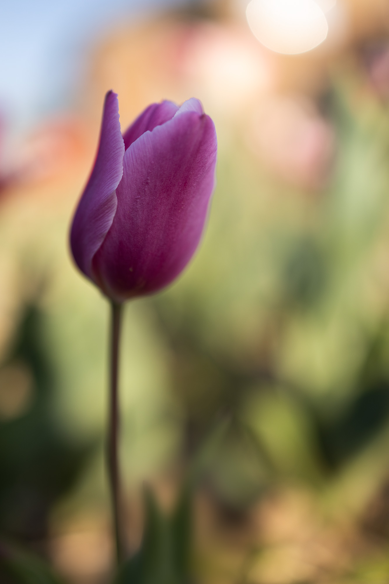 Tulip