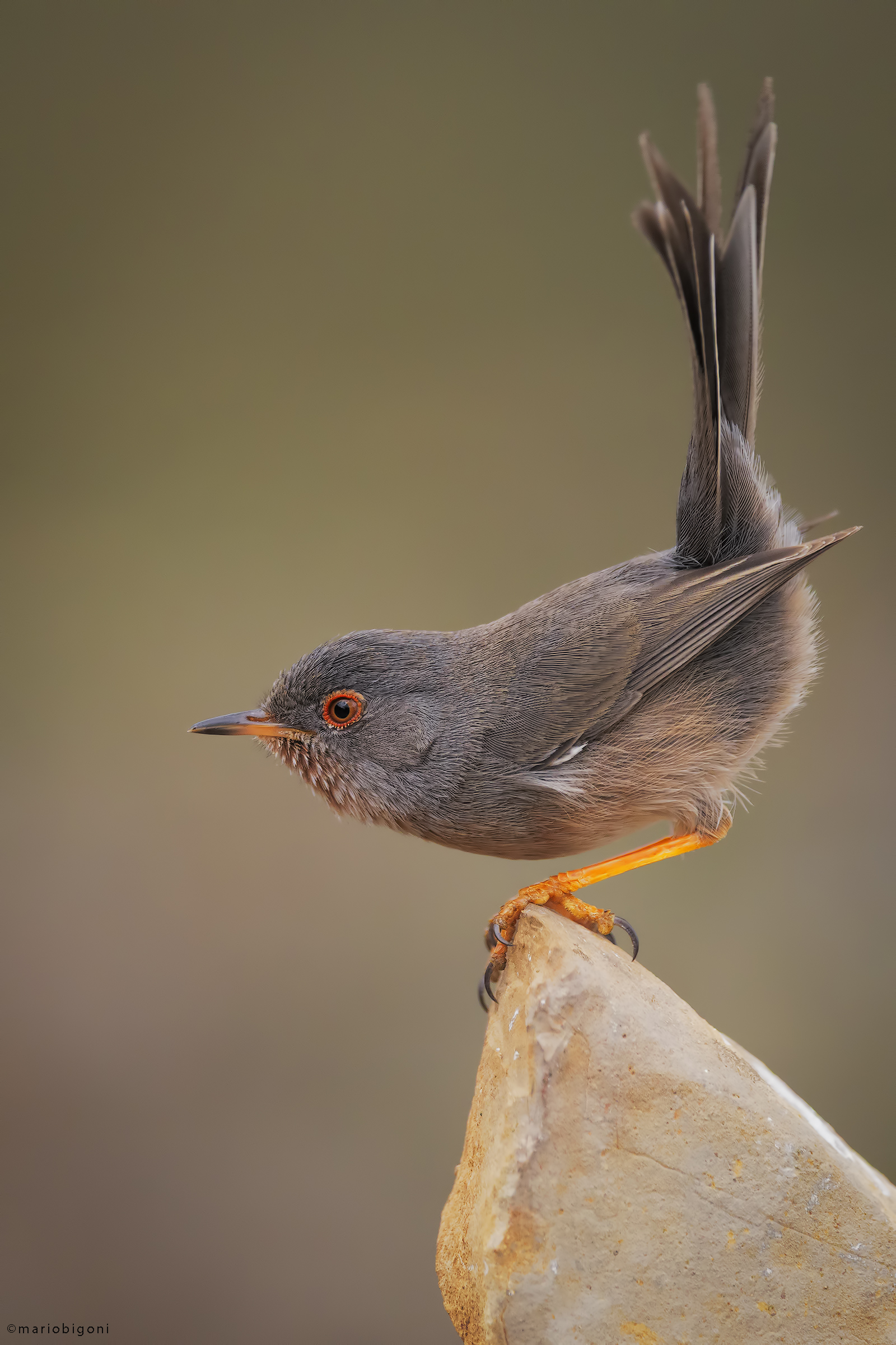 Dartford warbler