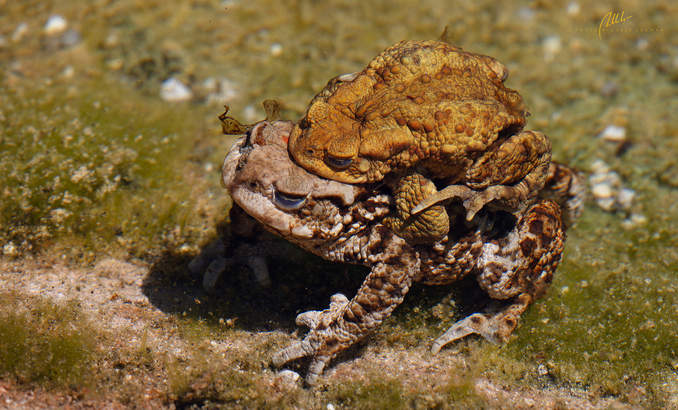 Bufo bufo