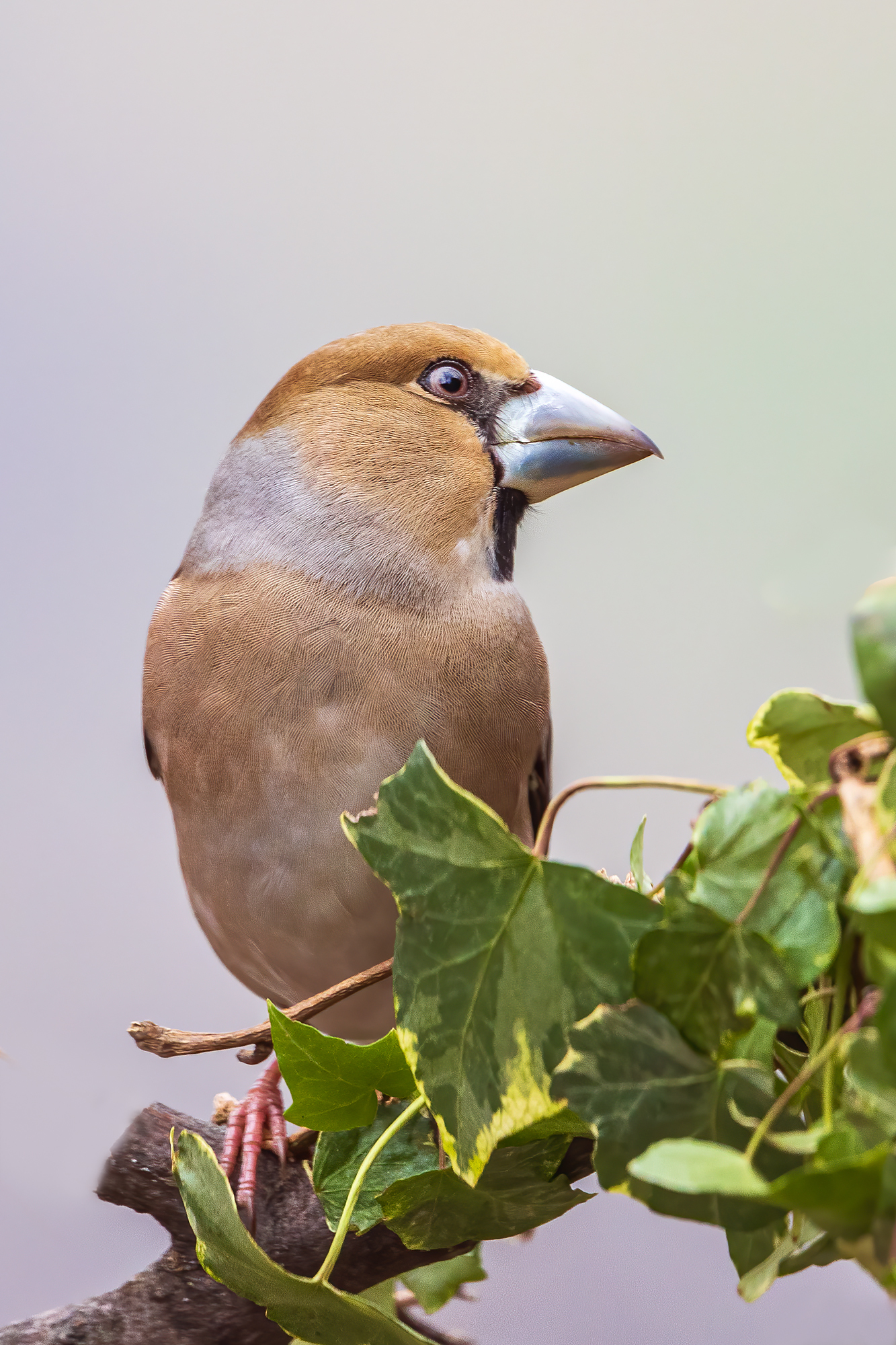 Hawfinch