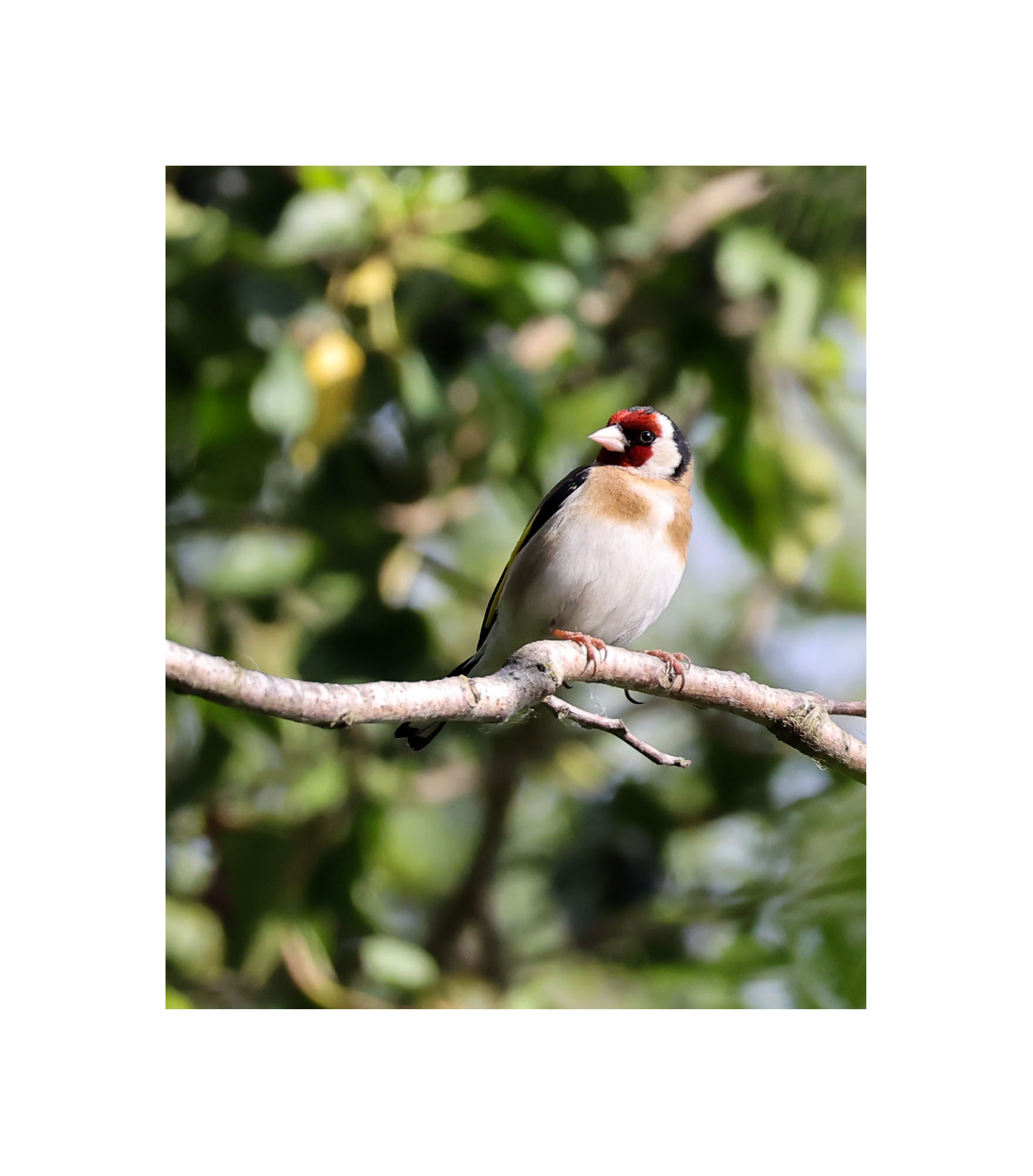 Goldfinch