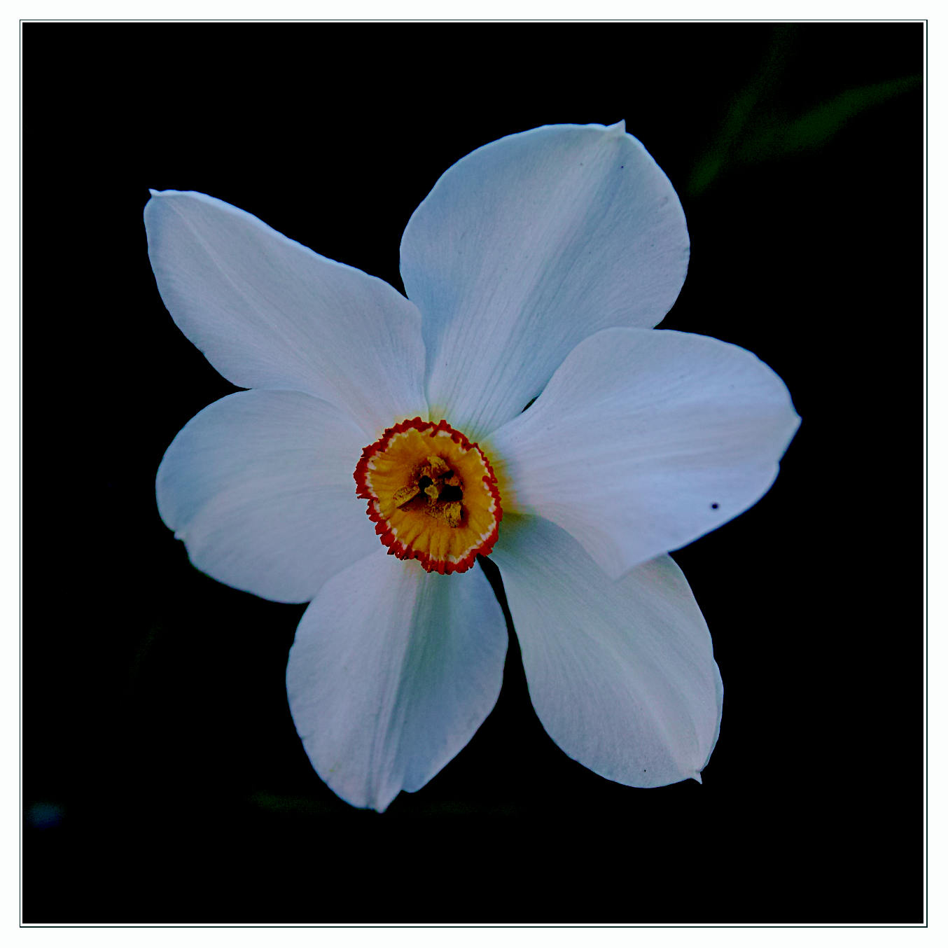 ... a new bloom in the garden ...