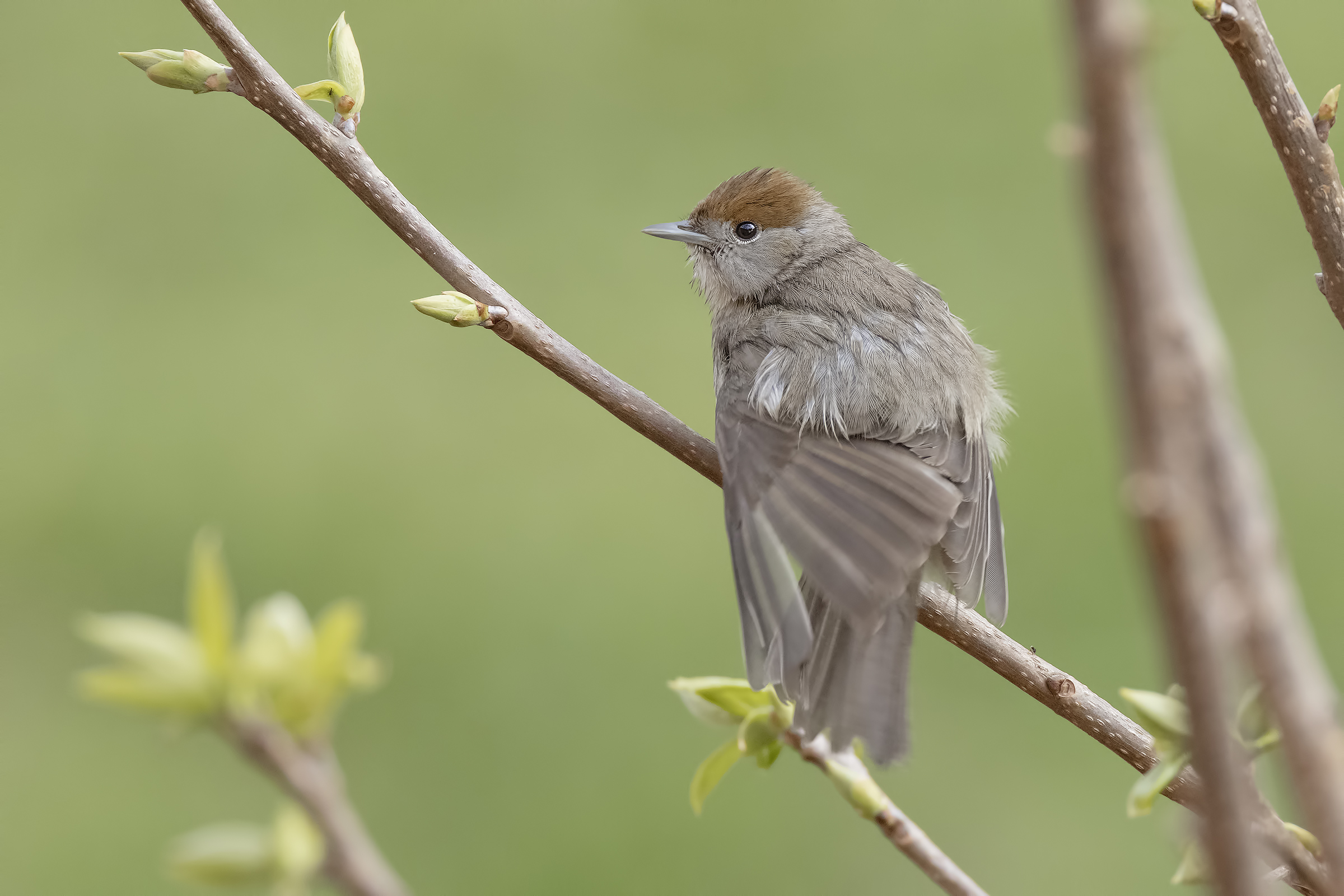 Blackcap (f)
