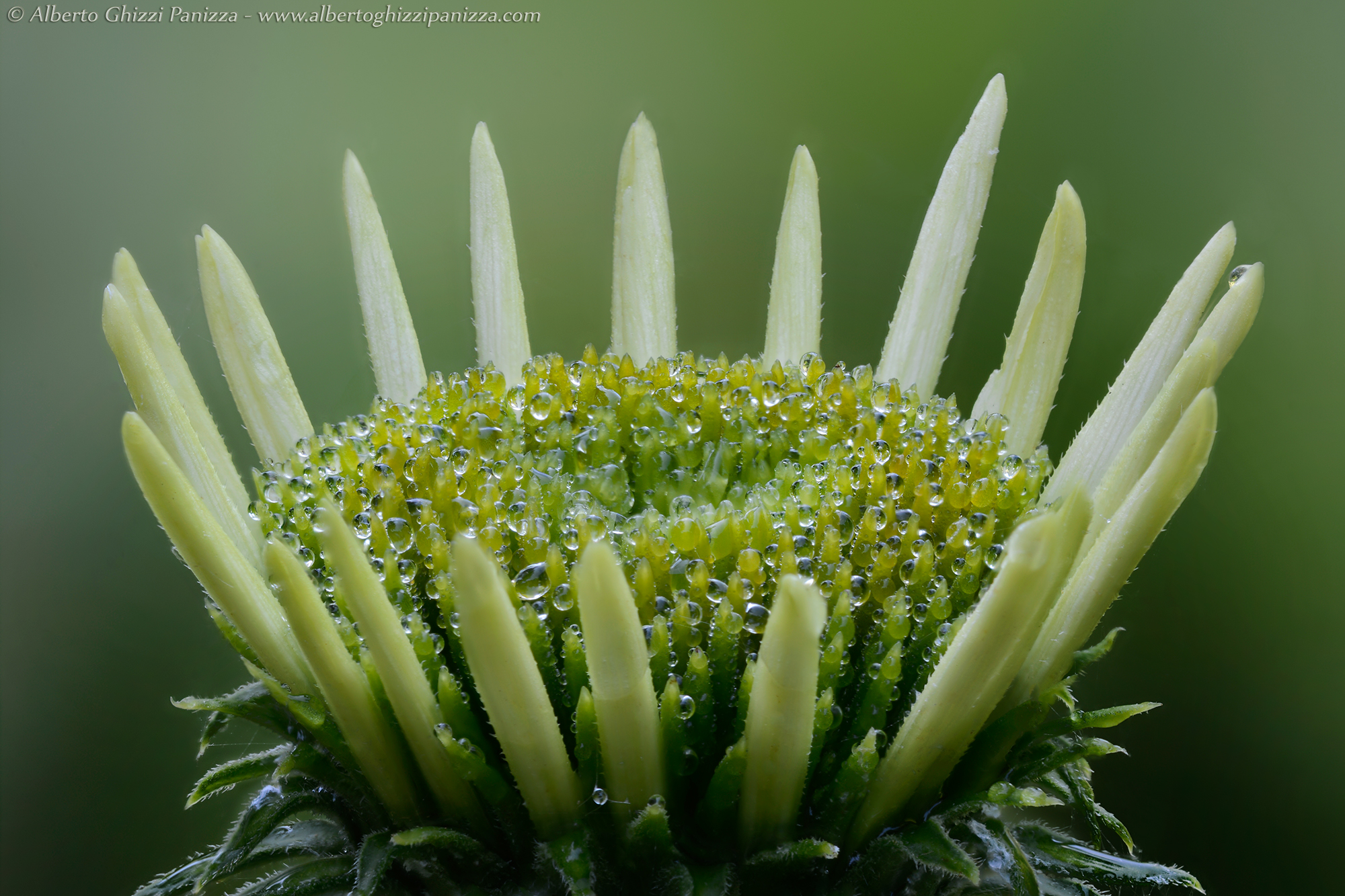 Yet a little while and shall flourish ...