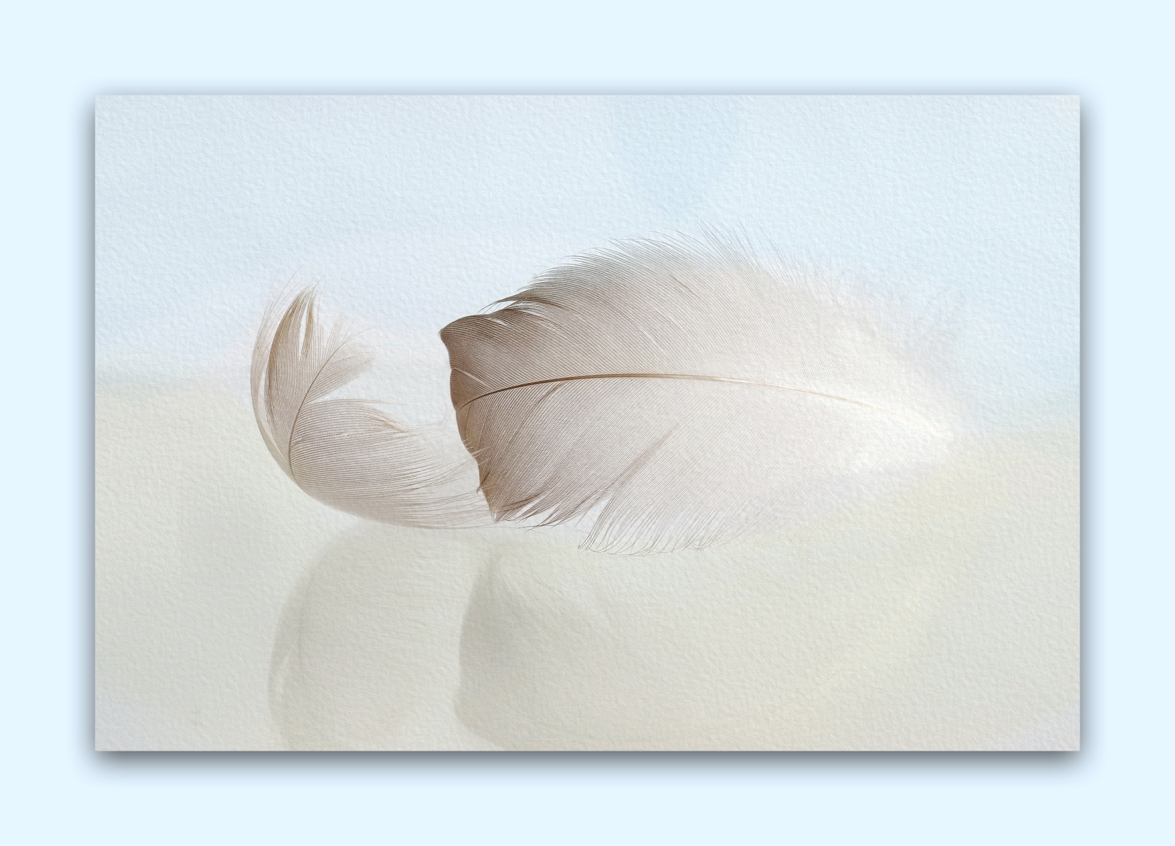 the softness of swan feathers
