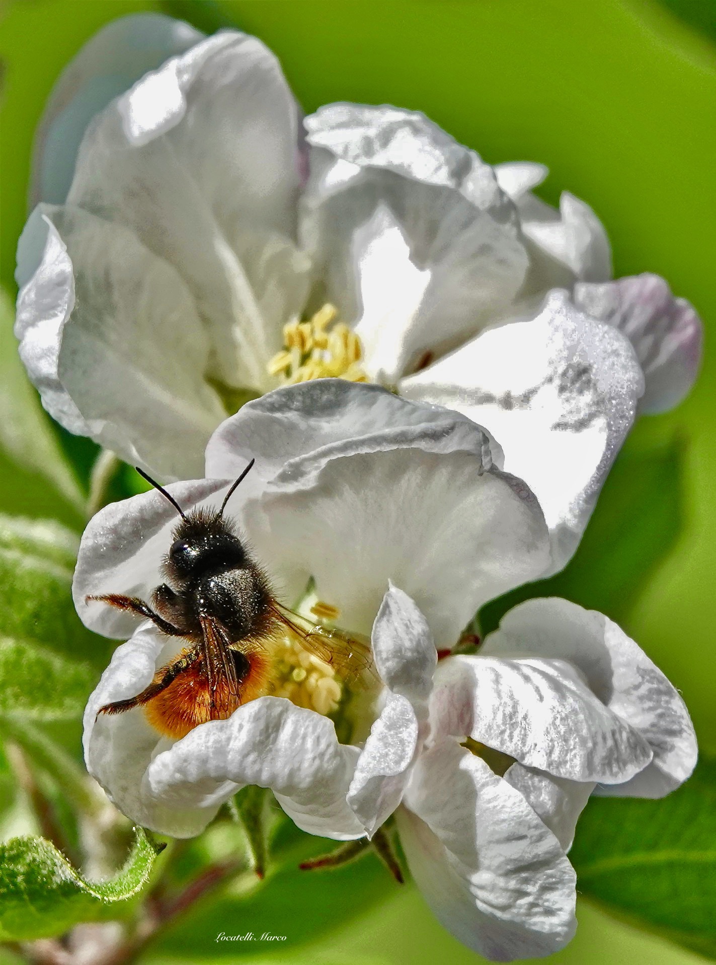Bee