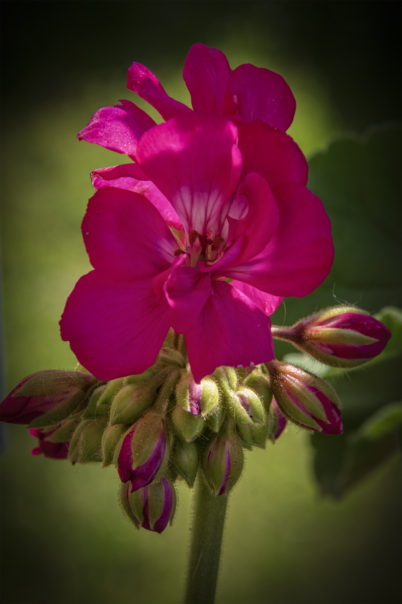 First Geraniums 2025