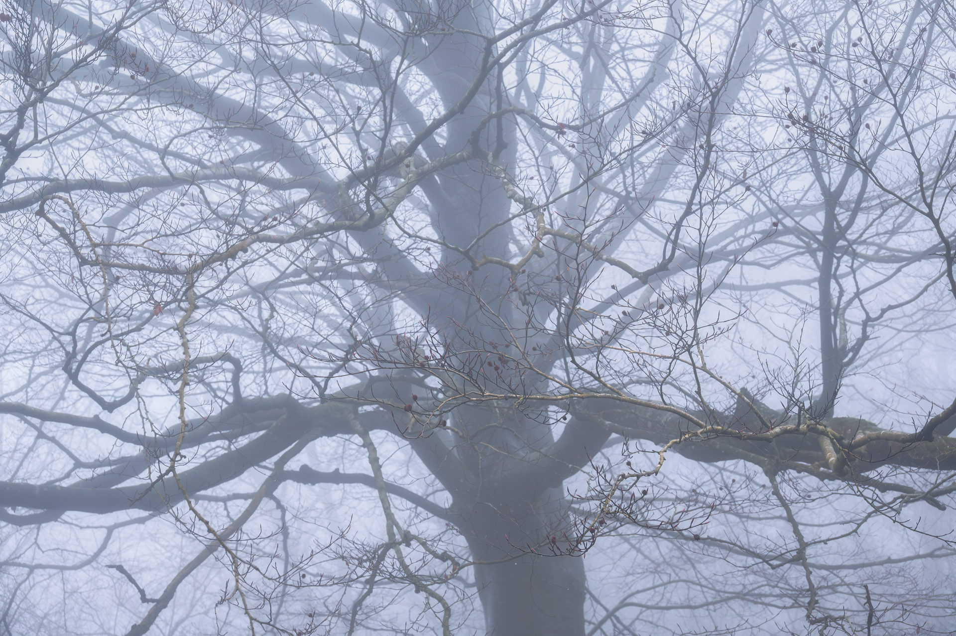 Late Winter