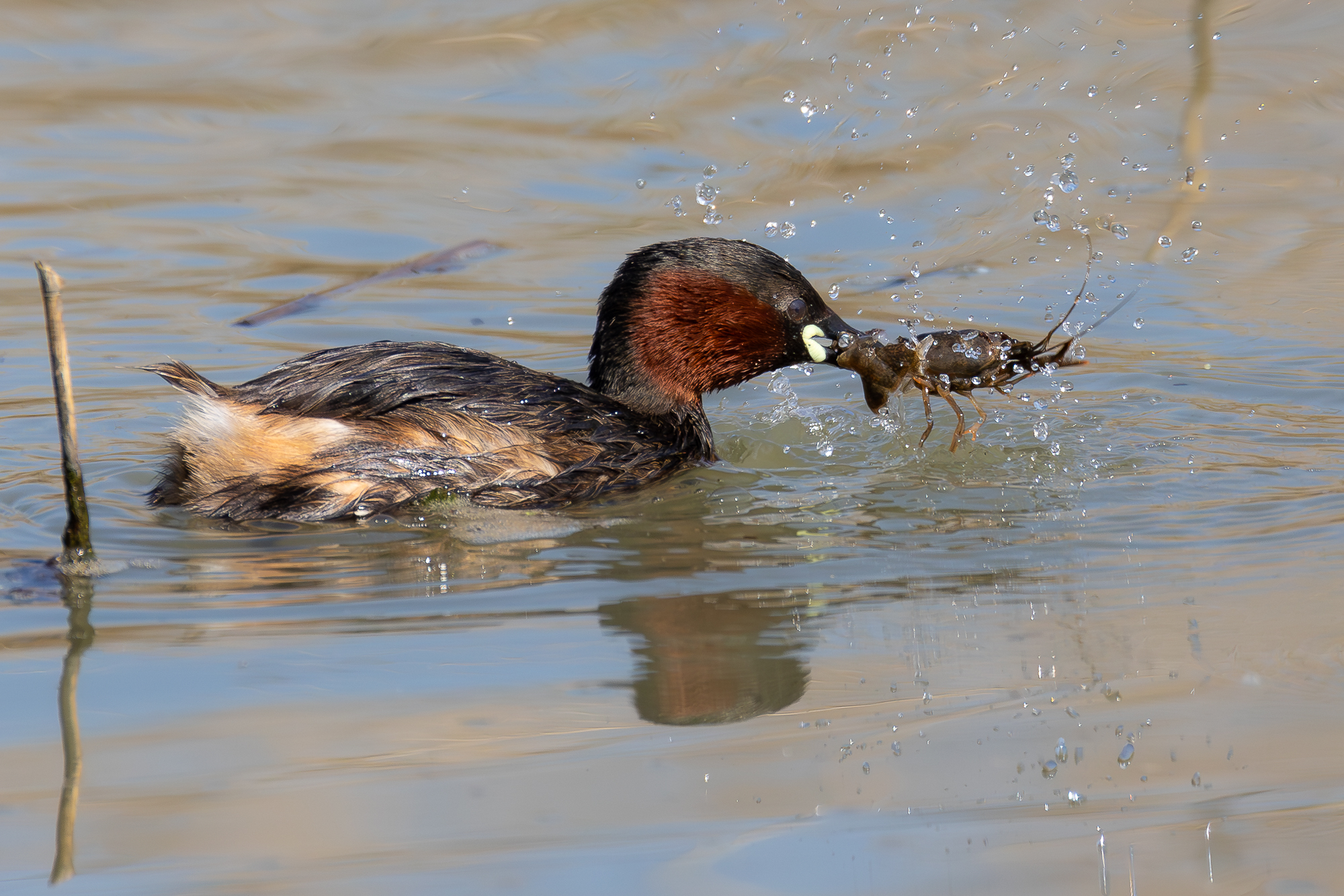 tuffetto con gambero.