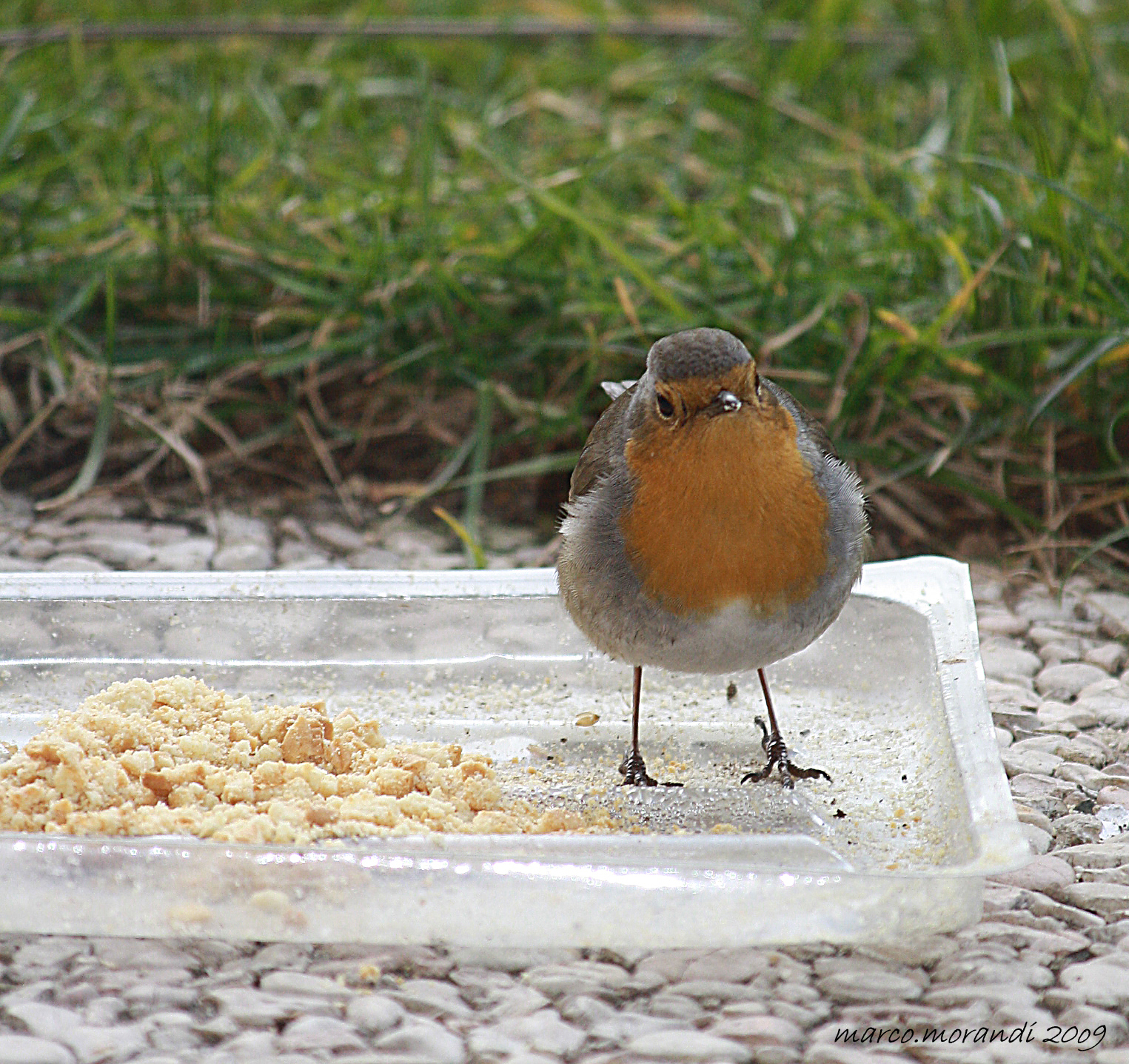 redbreast
