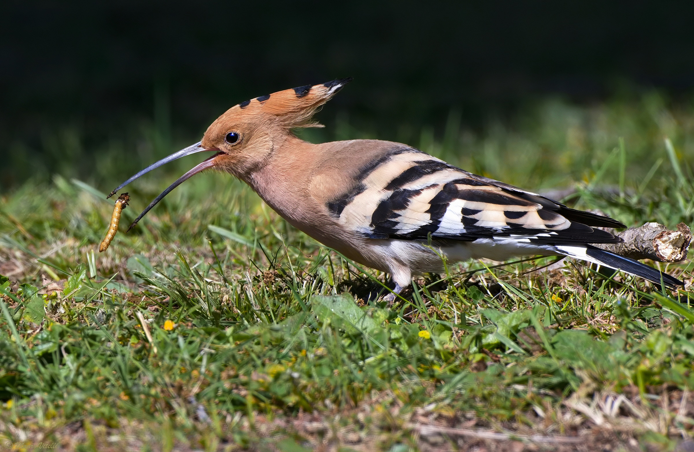 Hoopoe (Upupa epops)