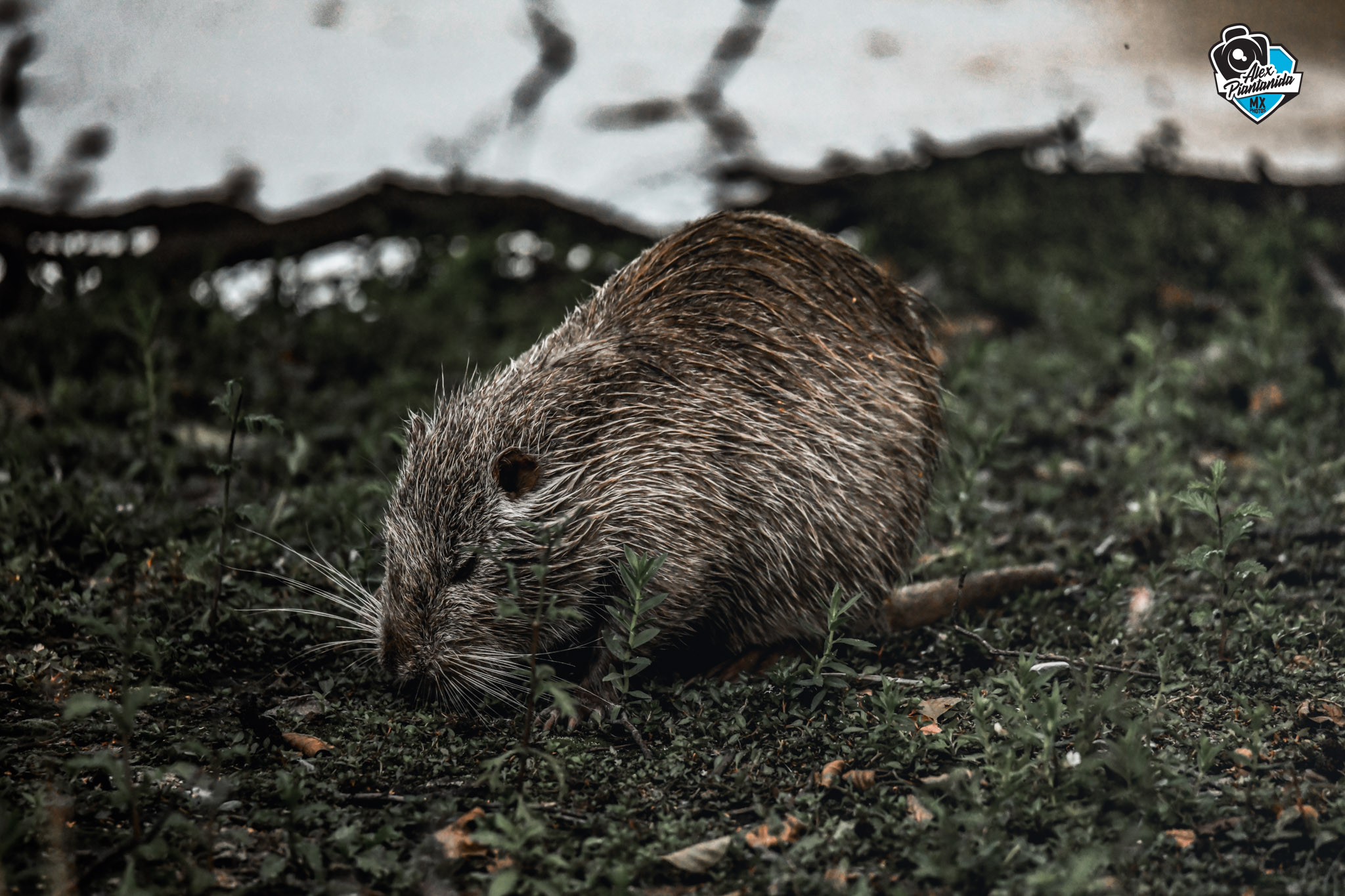 Nutria la Regina dei Fossi