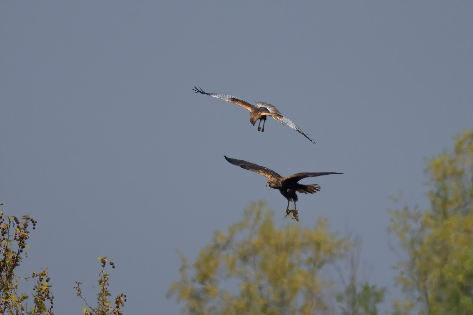 Marsh Harriers
