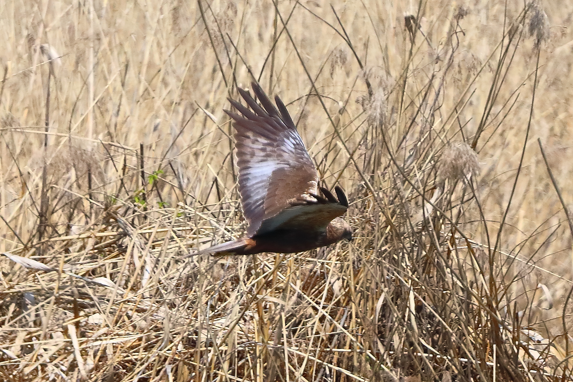 Falco di palude M 05 aprile 2025 - 0259