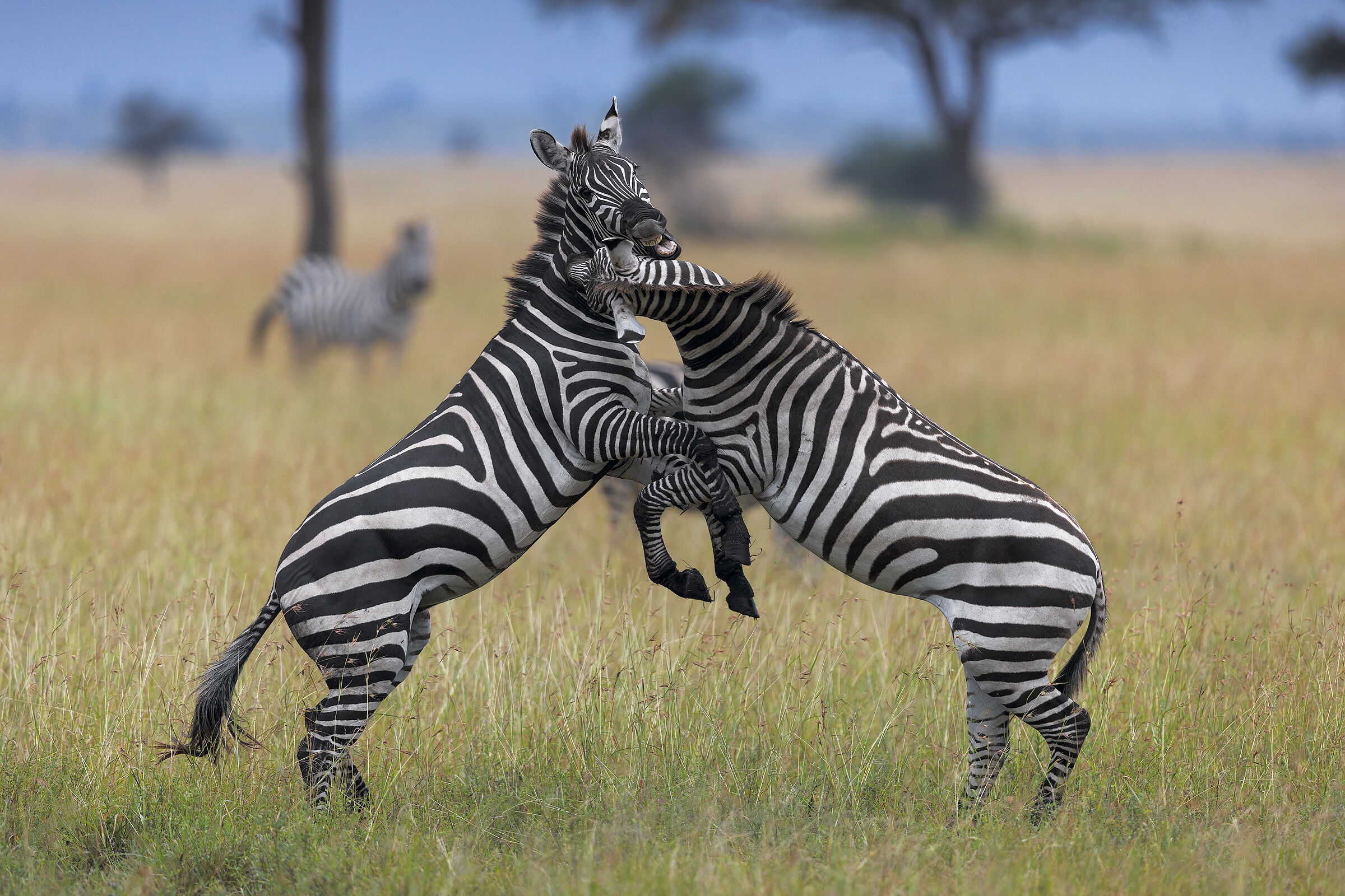 Litigi tra zebre