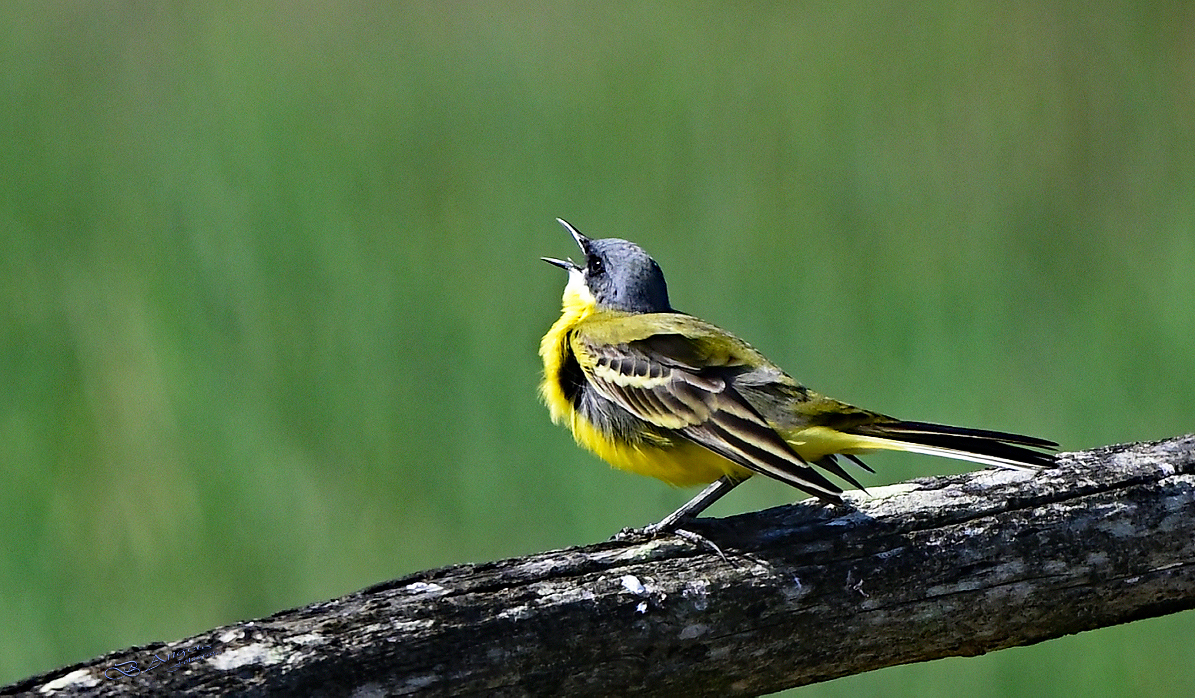 " Wagtail "