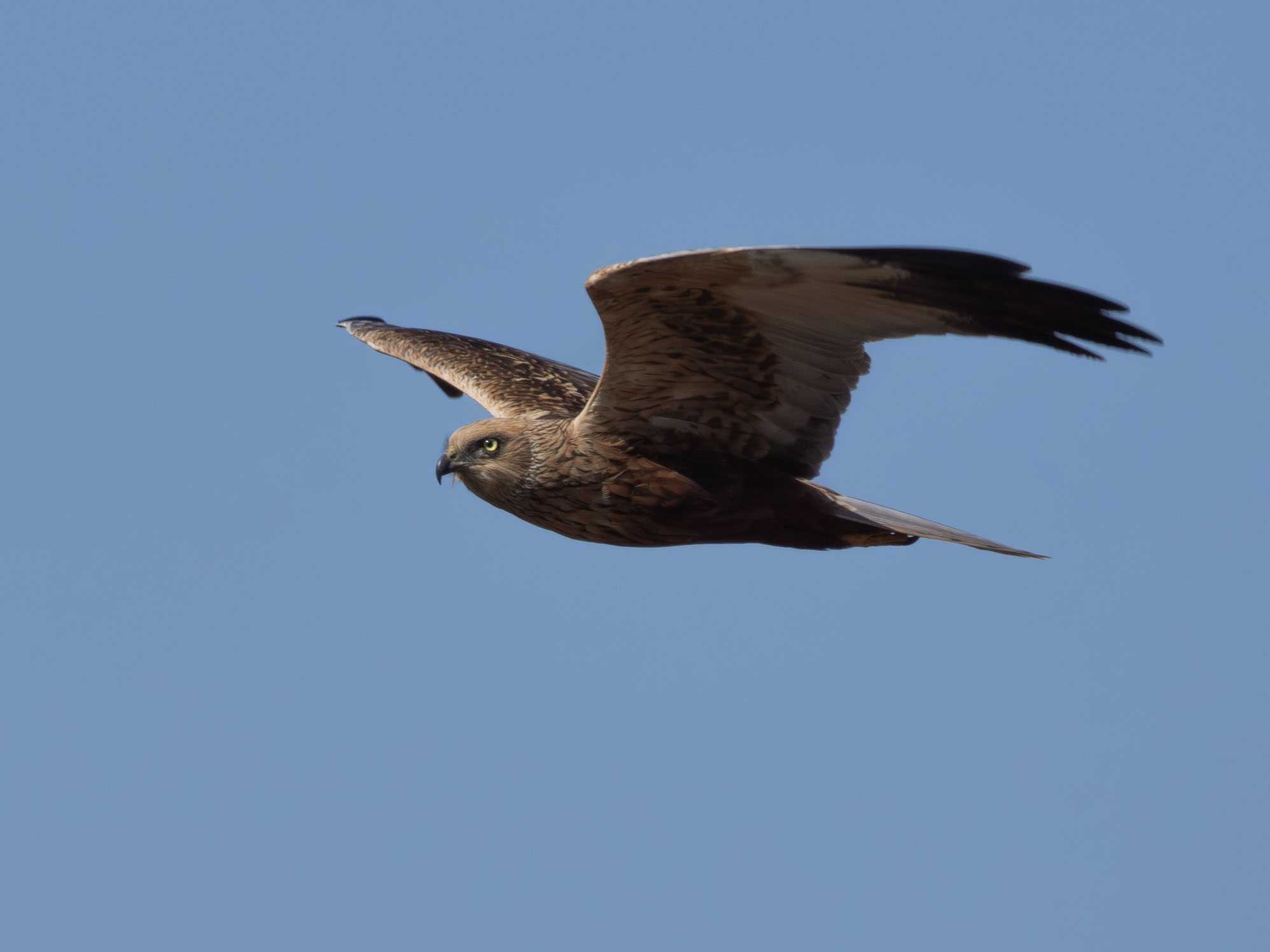 Marsh Harrier