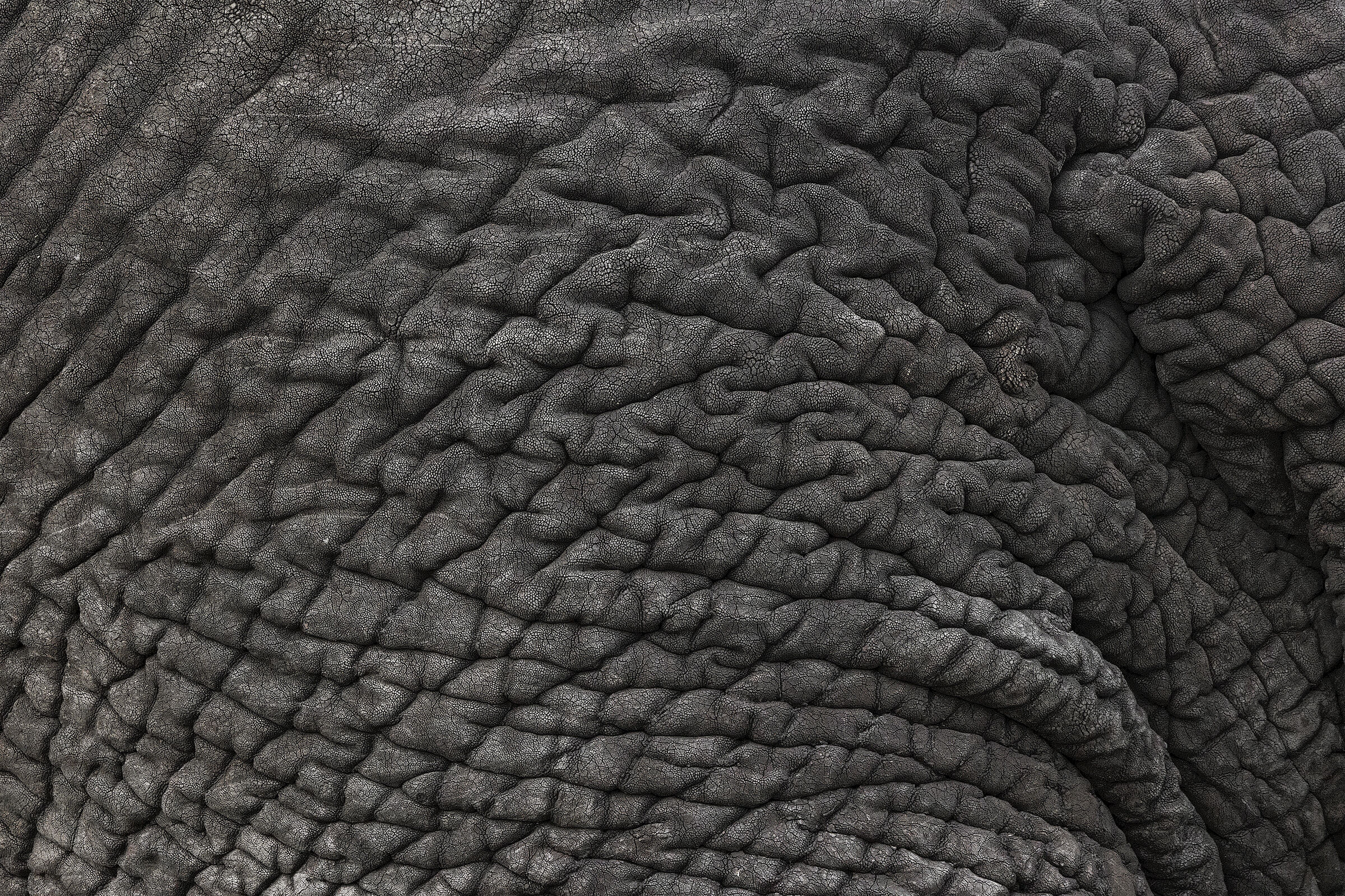 Dettagli (di elefante)