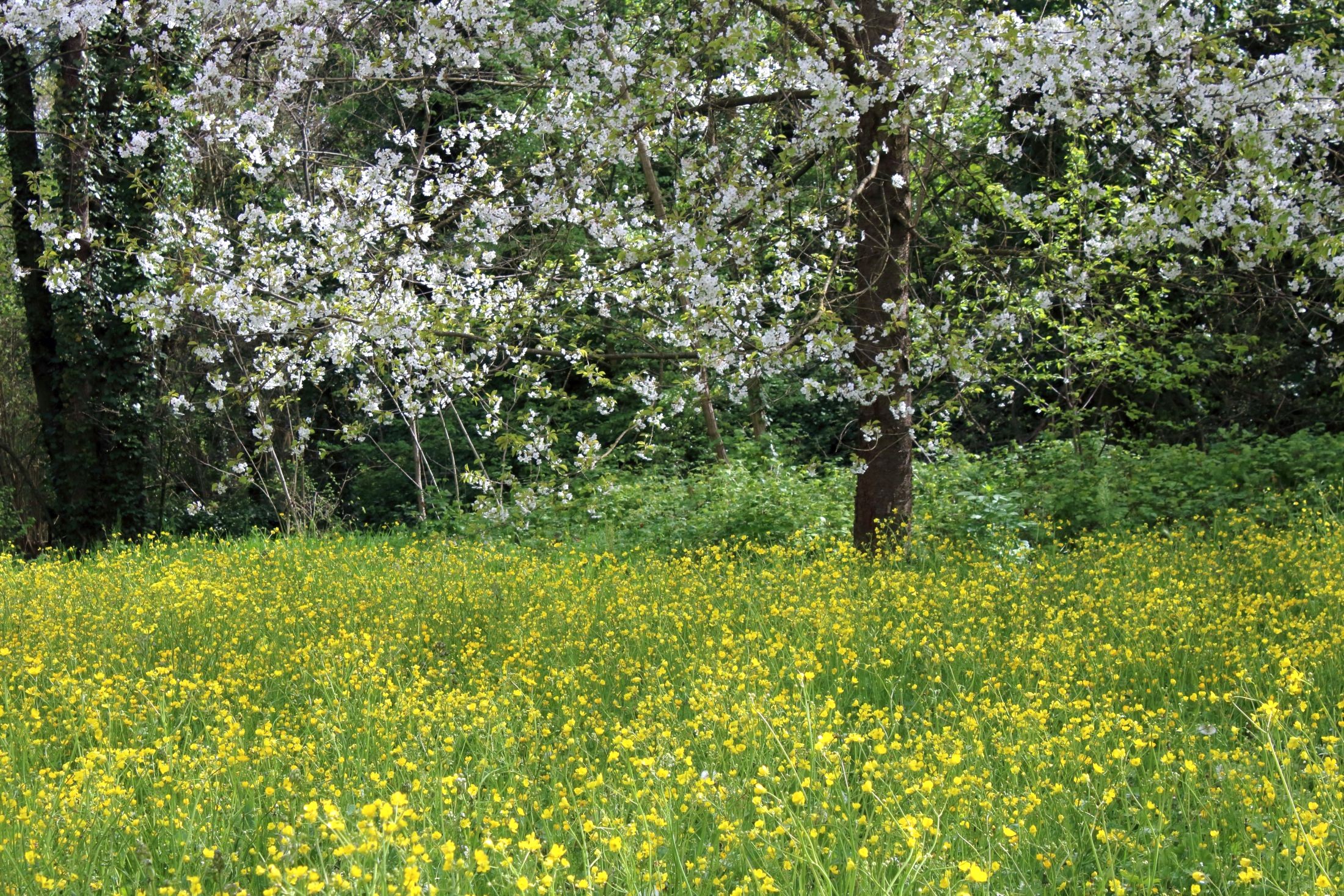 The white and yellow of spring