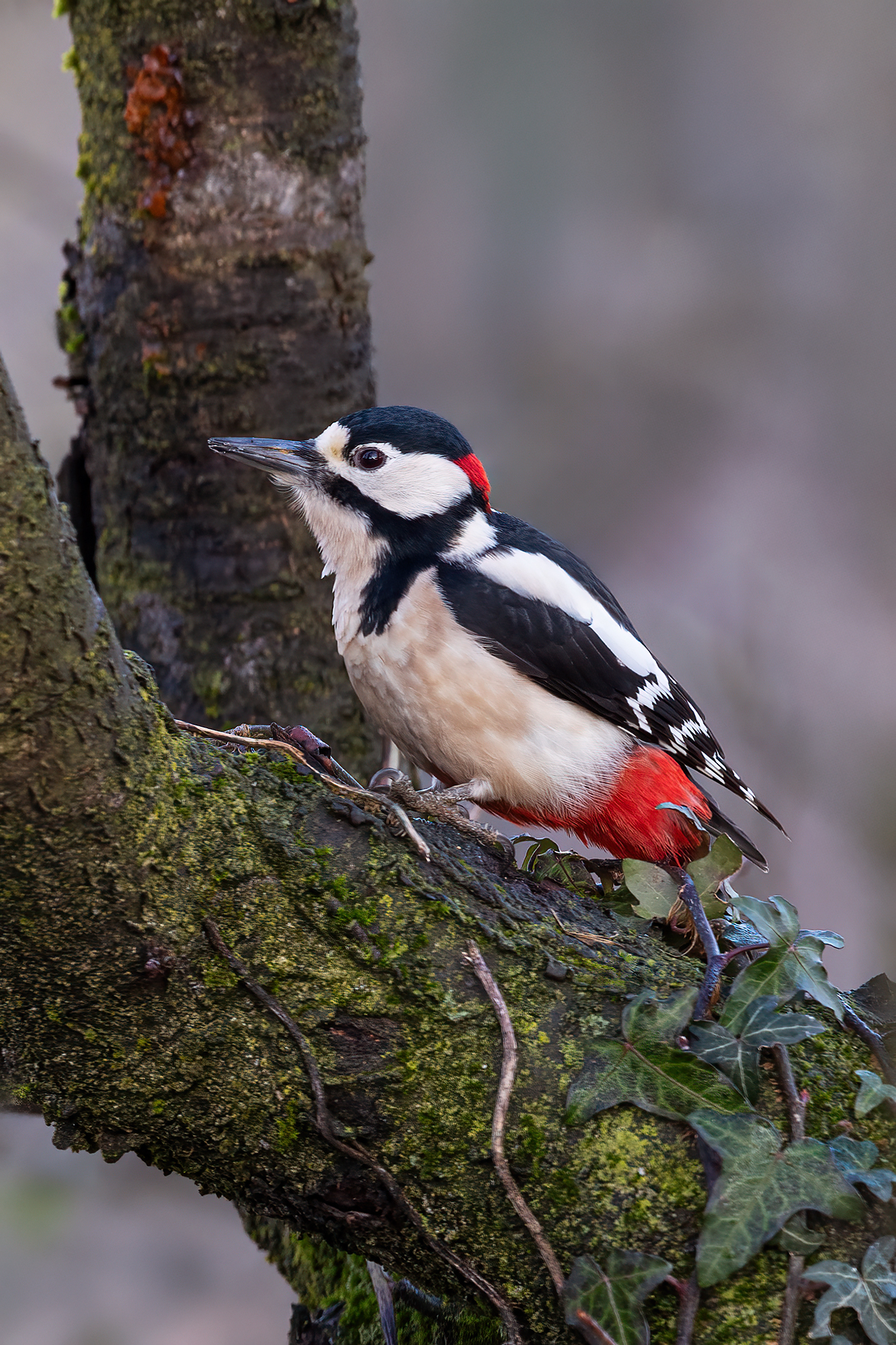 Spotted woodpecker
