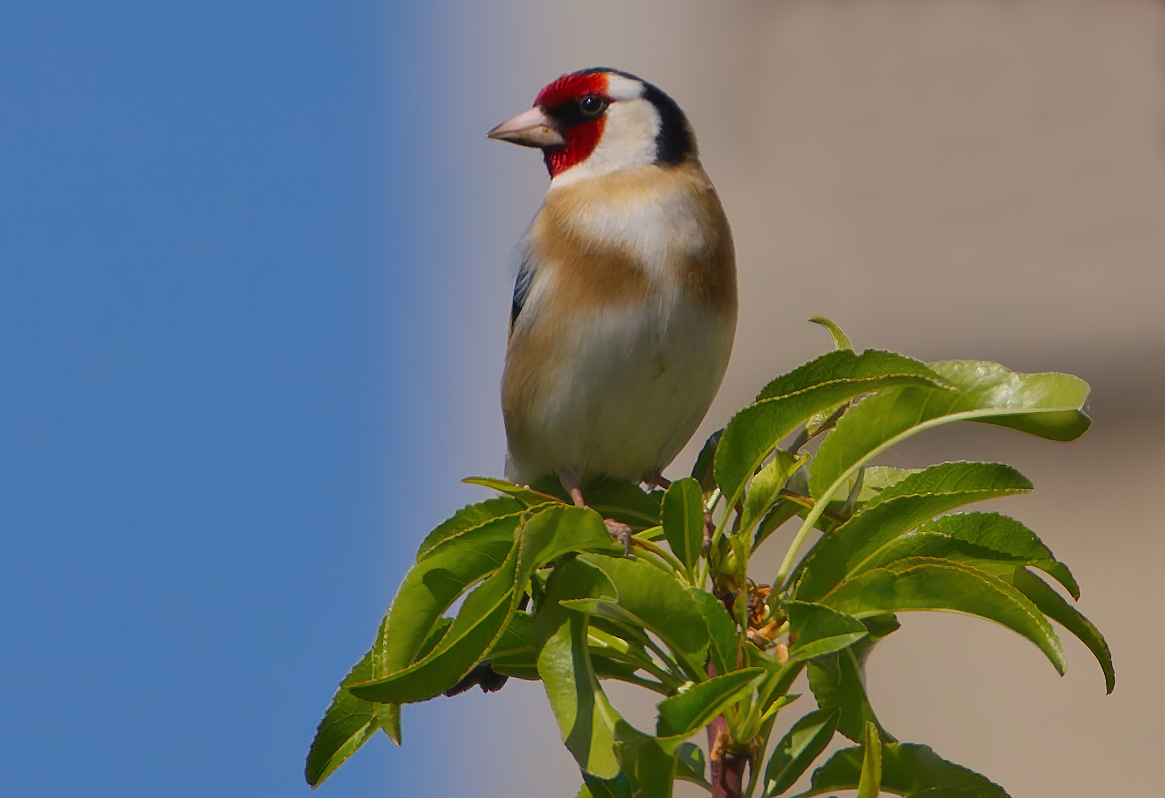 Il cardellino si gode il sole