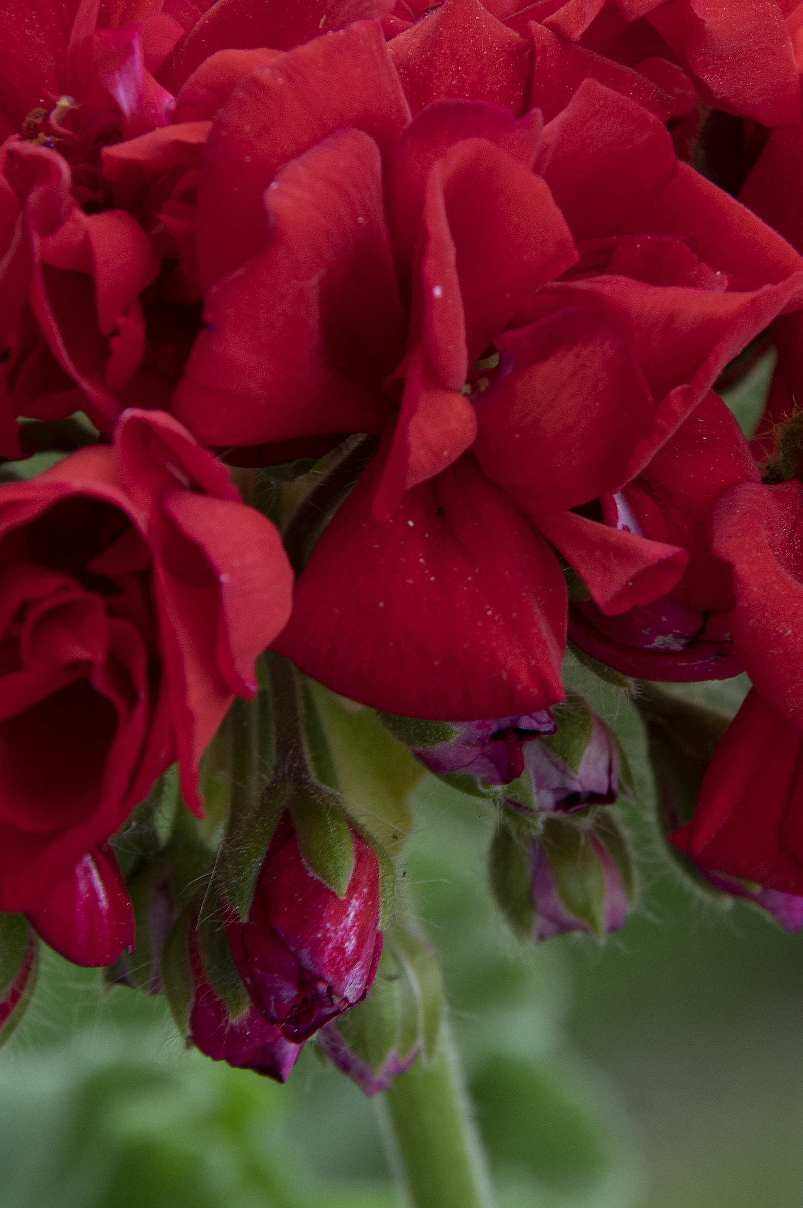 Geranium