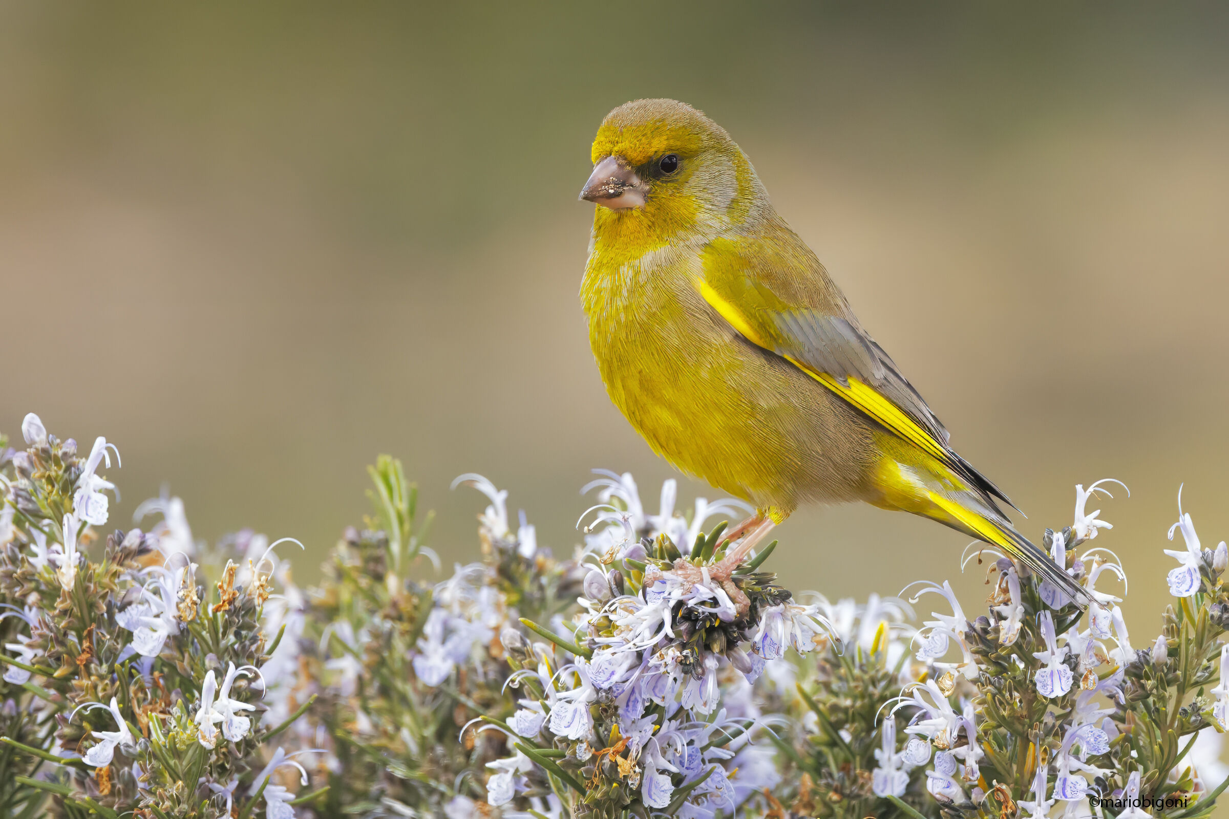 Greenfinch