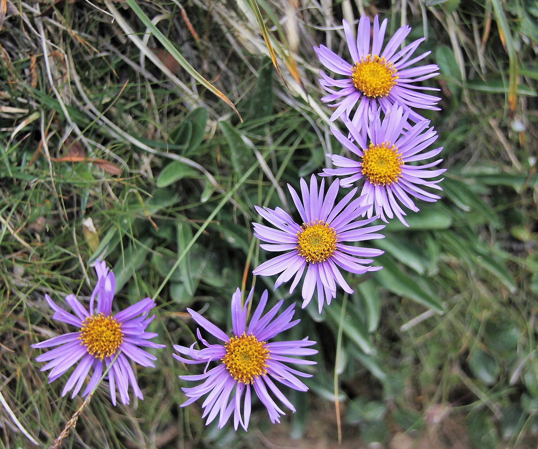 Among the meadows at high altitude
