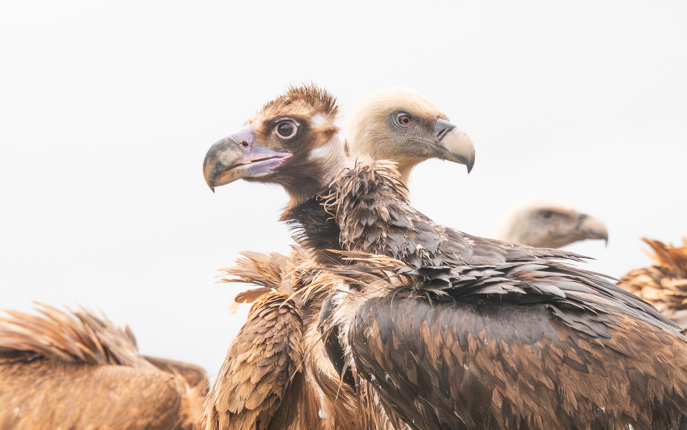 griffon vulture and vulture monk