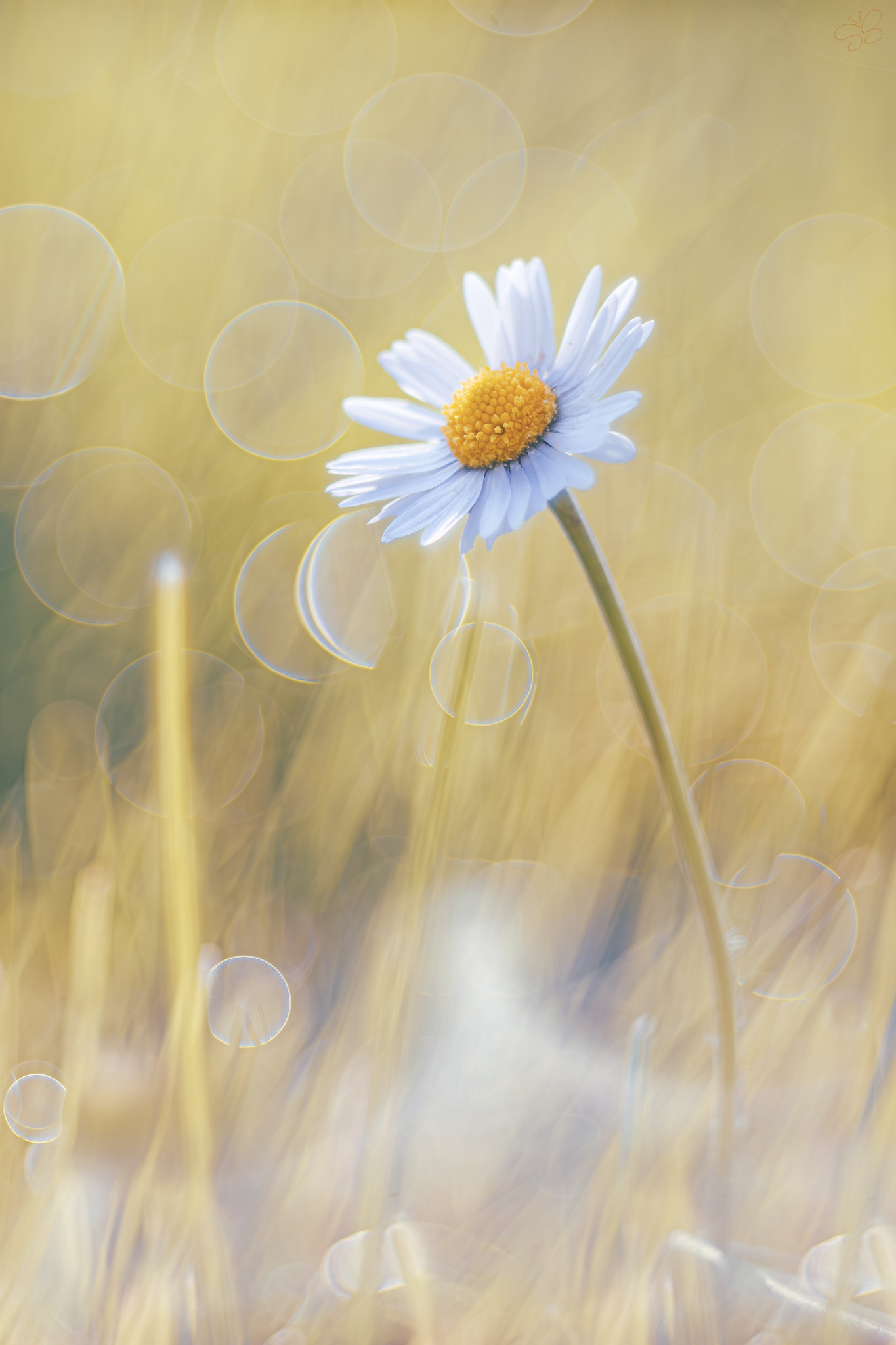é primavera