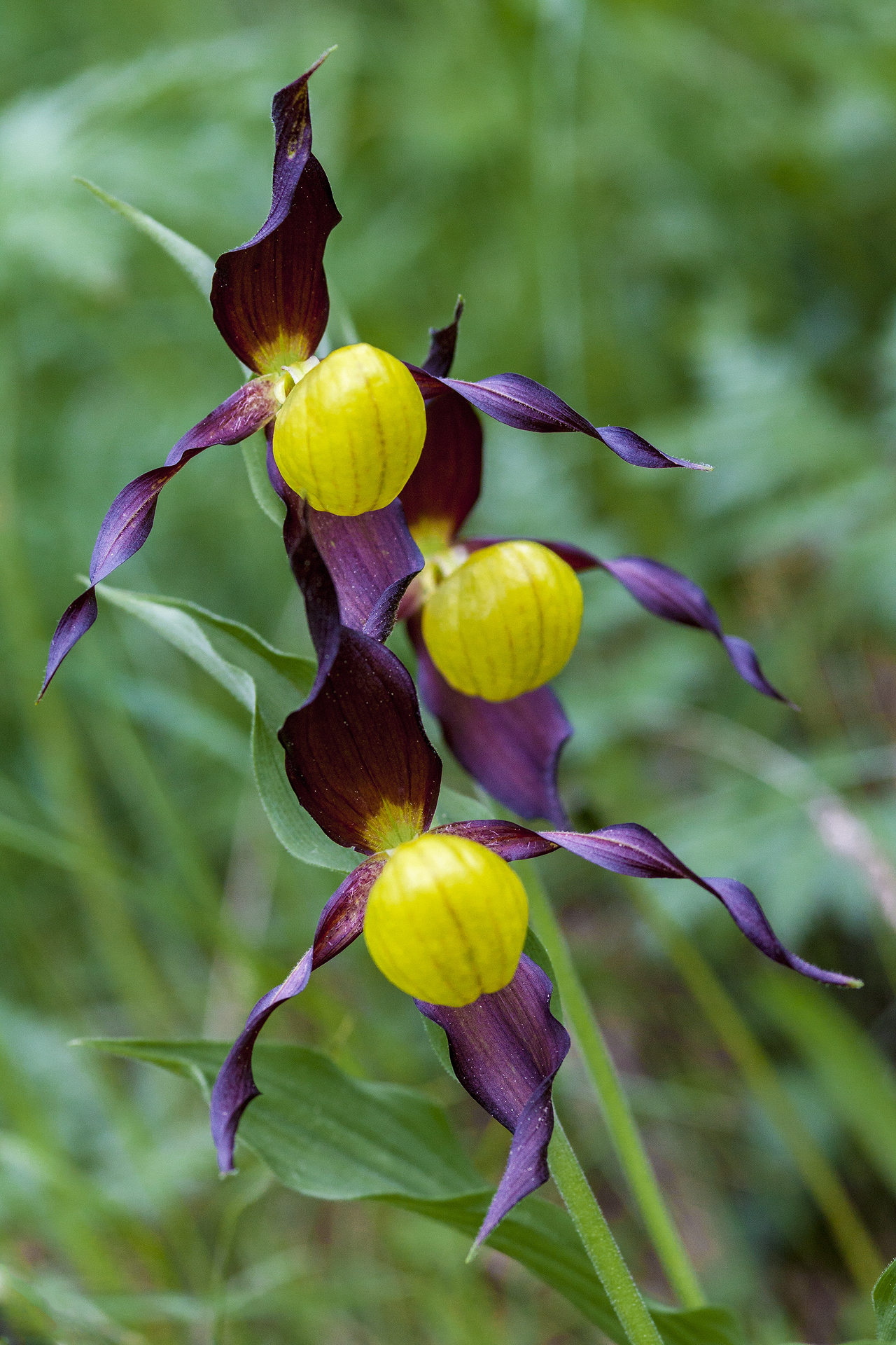Cypripedium Calceolus