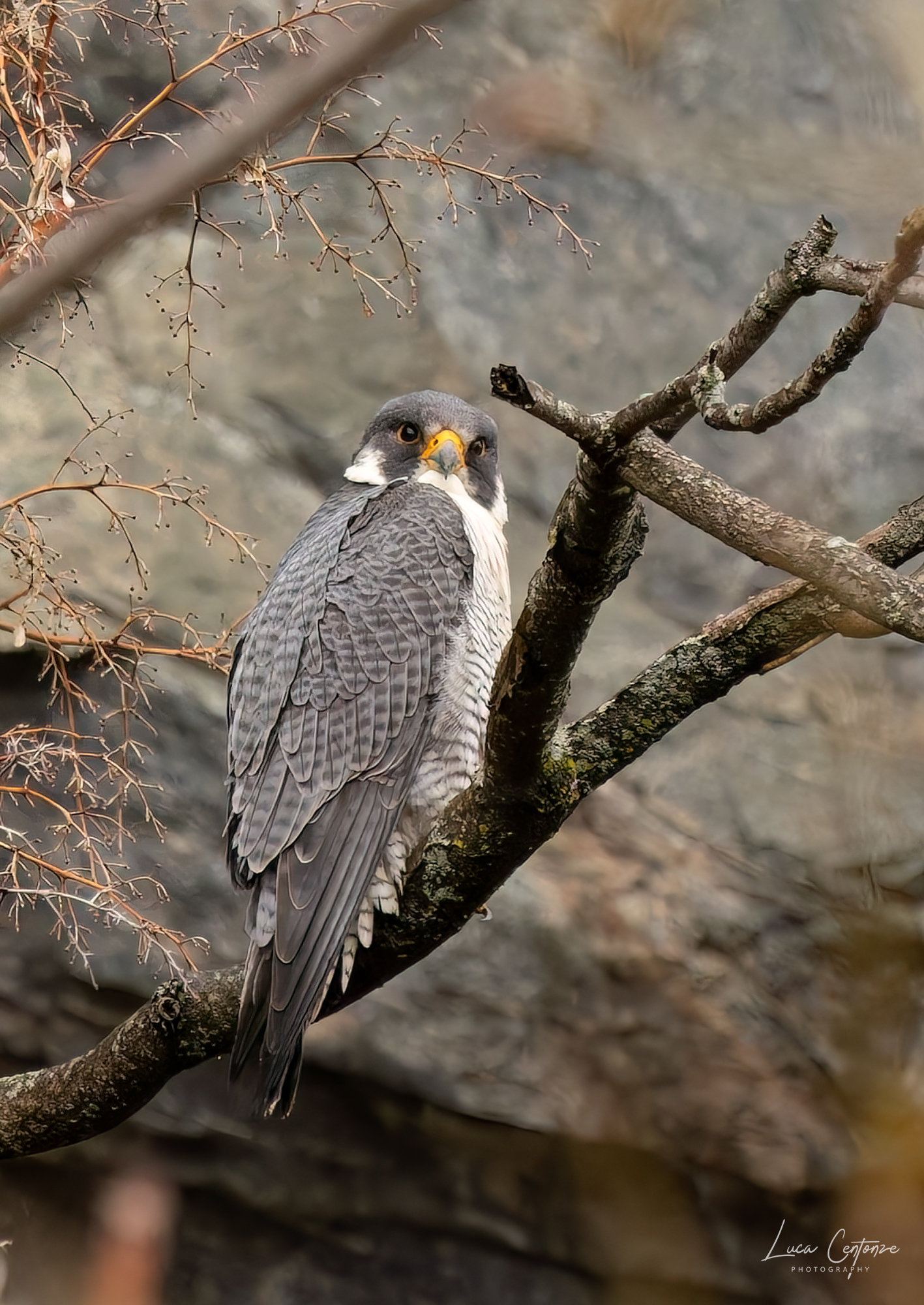 Peregrine Falcon (adult male)