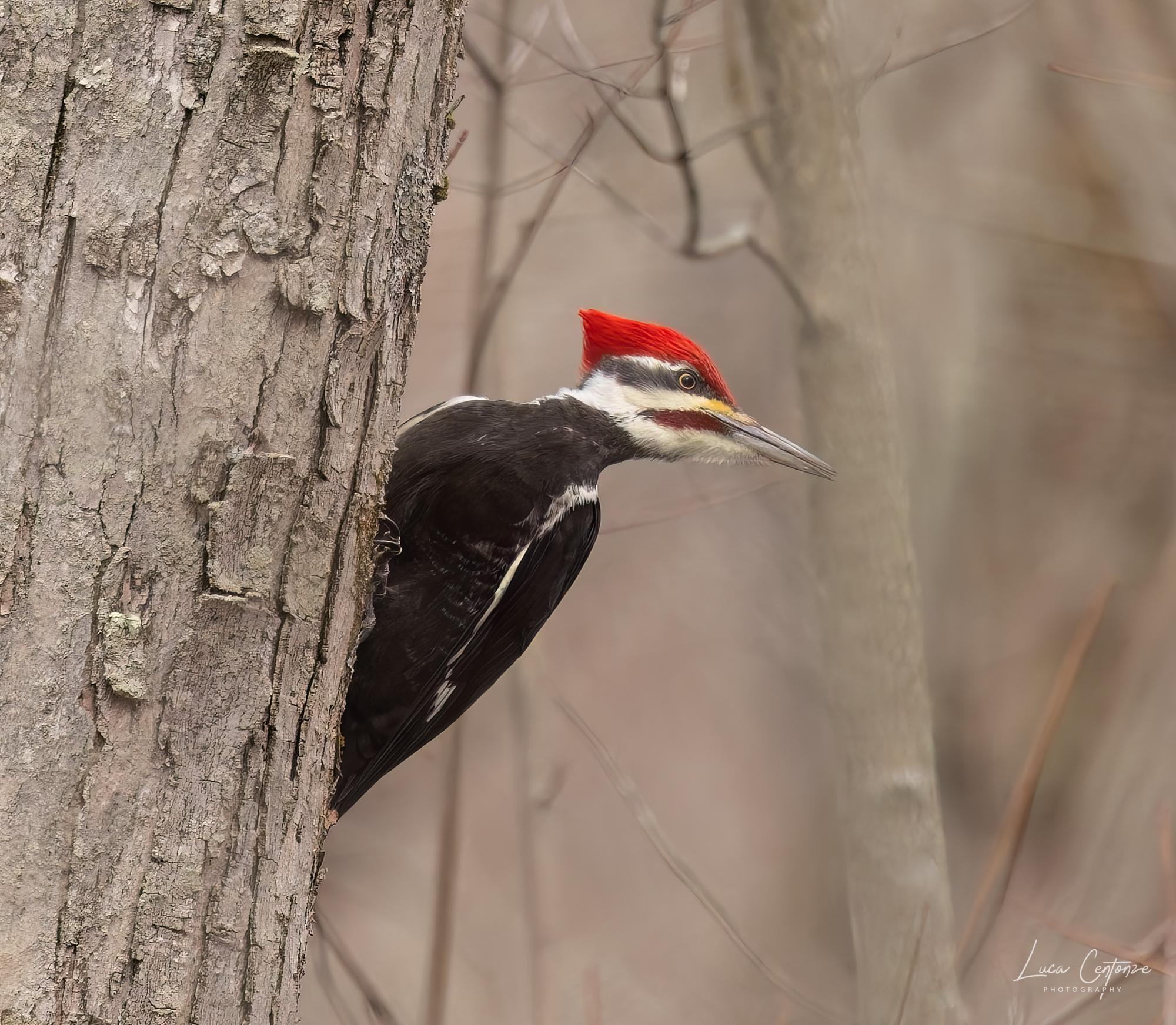 Pileated Woodpecker (Dryocopus pileatus)