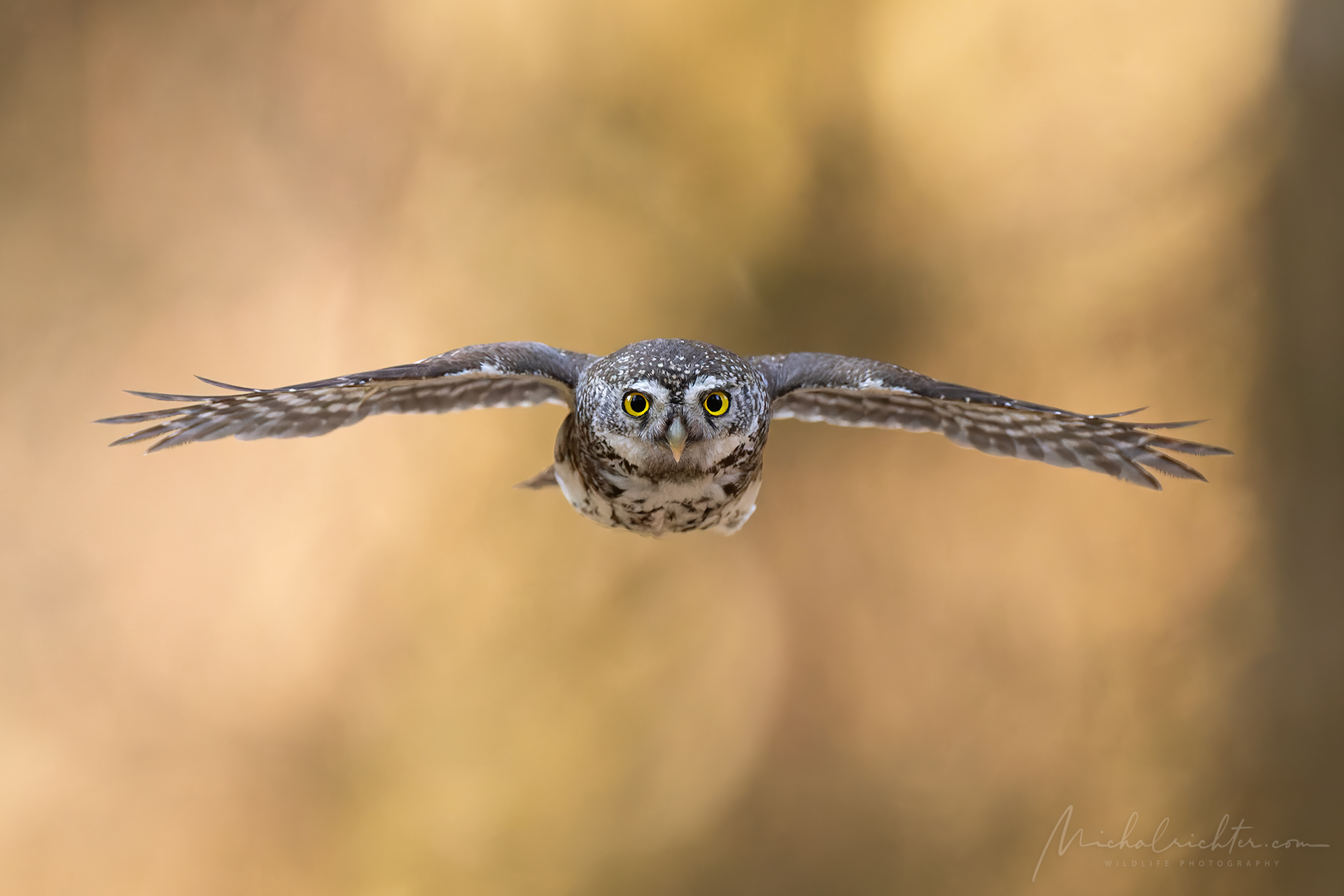 Glaucidium passerinum (Eurasian pygmy owl)
