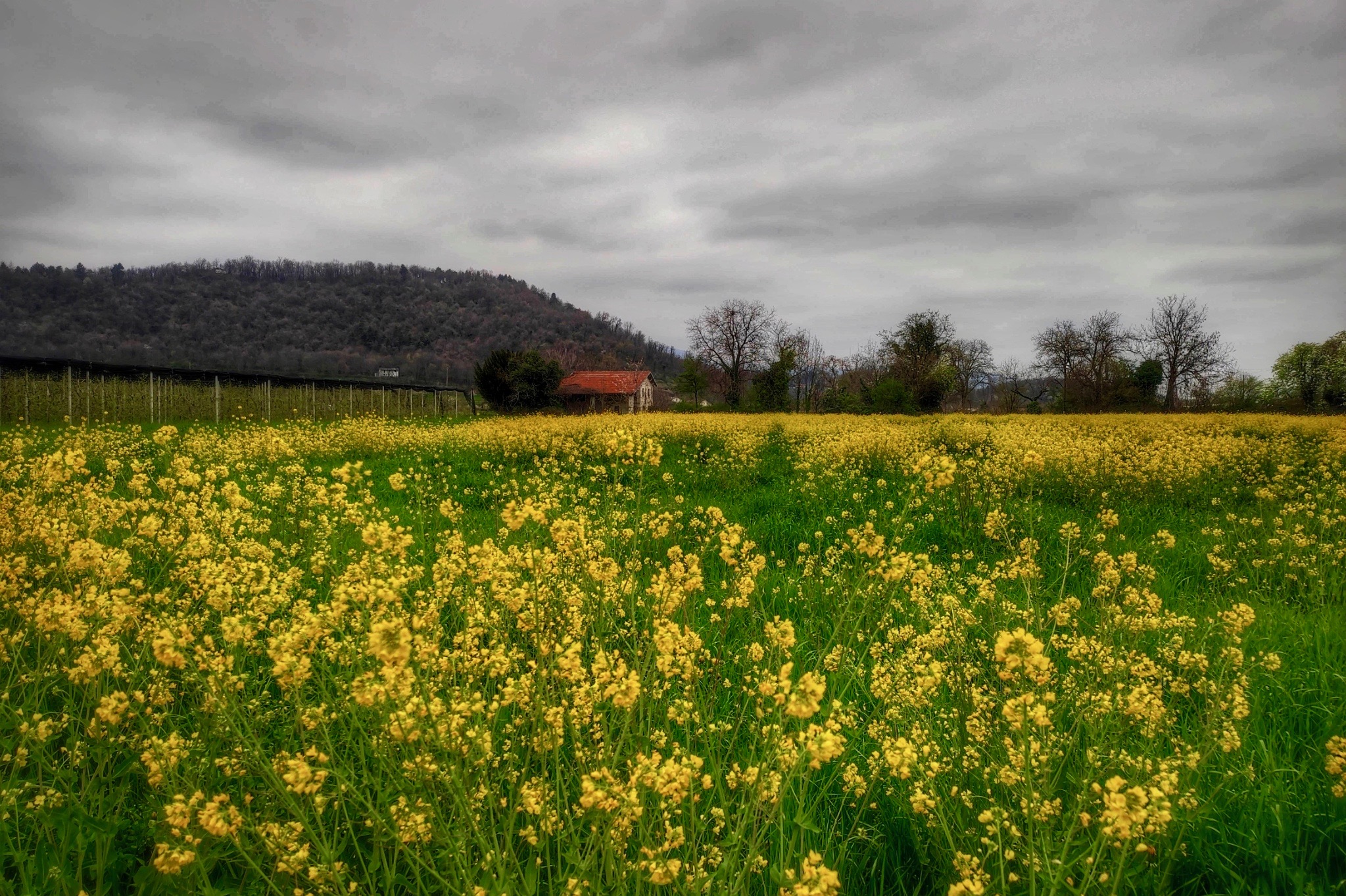 Immersed in yellow