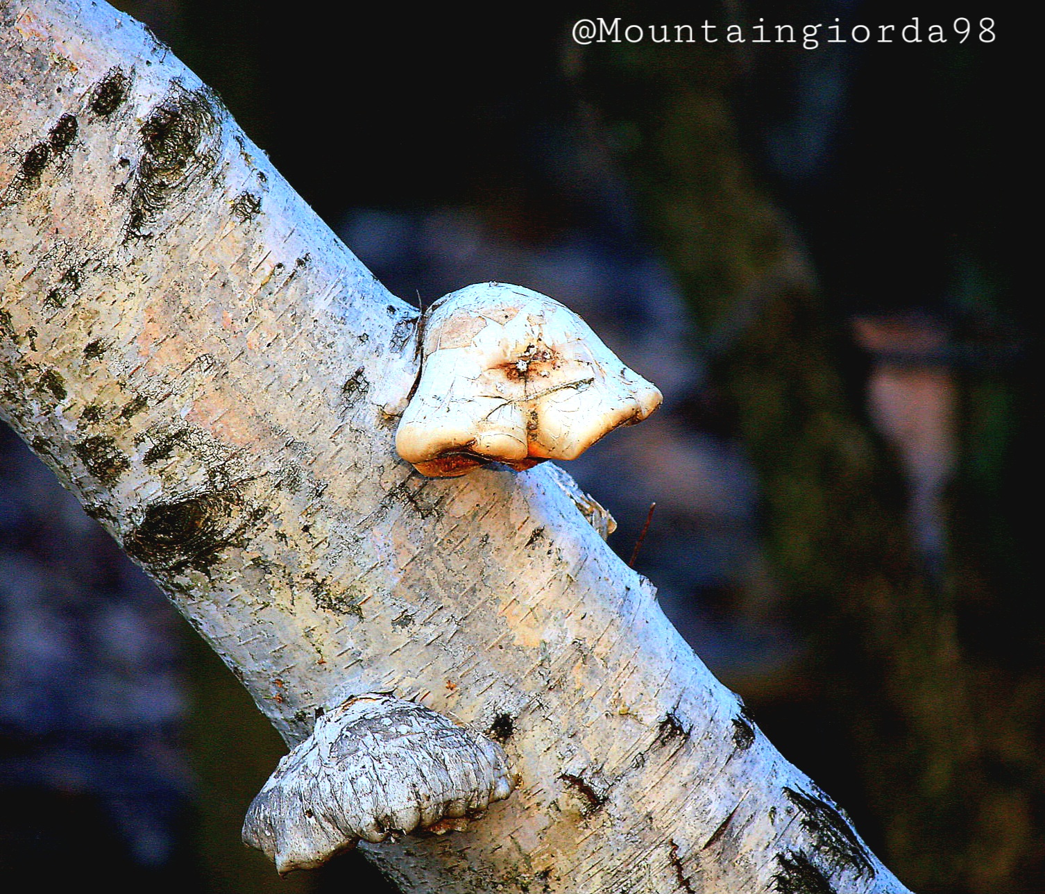 Fomitopsis Betulina