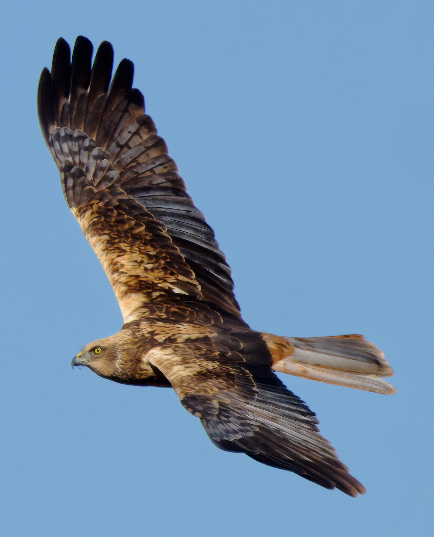 Marsh Harrier (m)