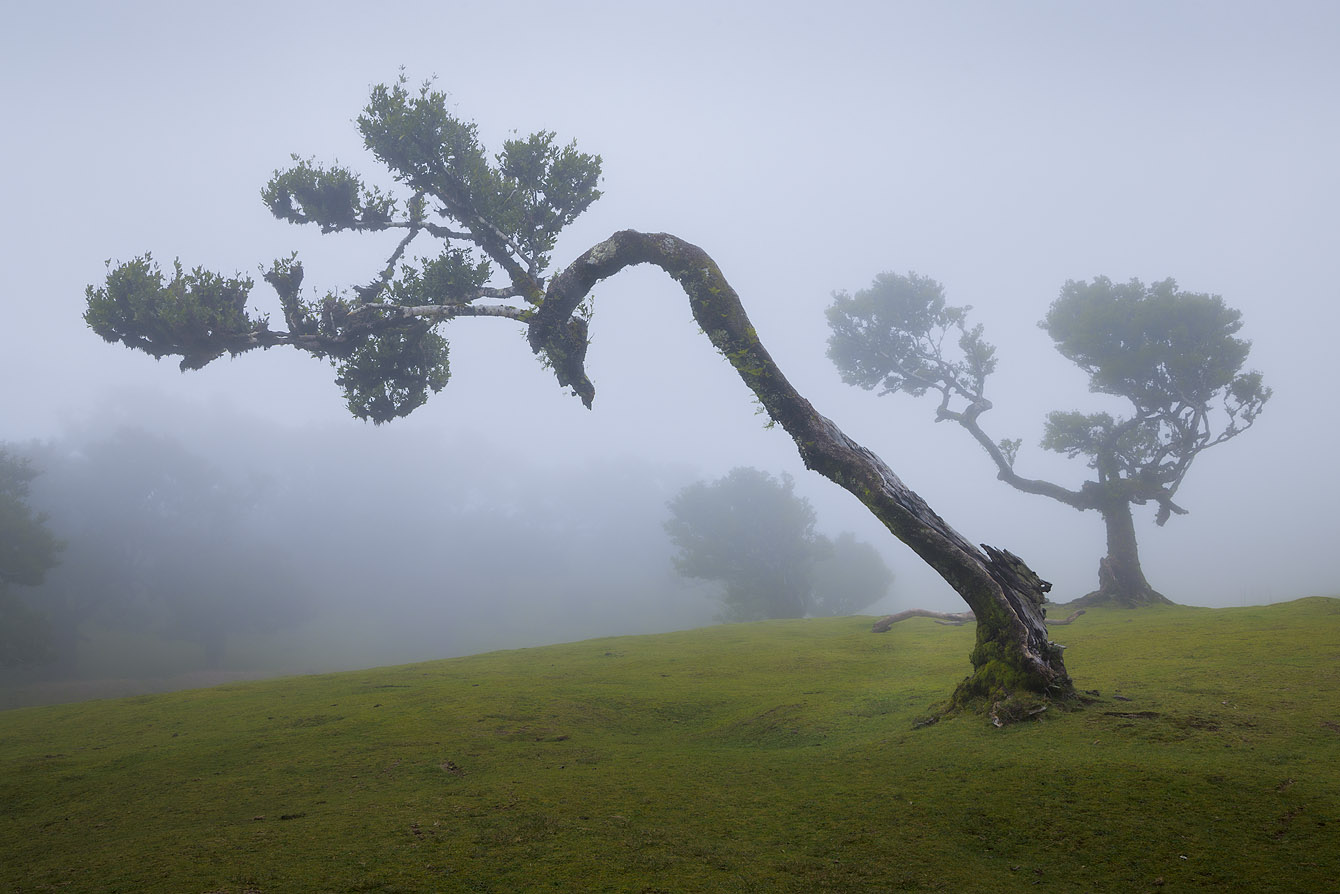Sagome improbabili nella nebbia