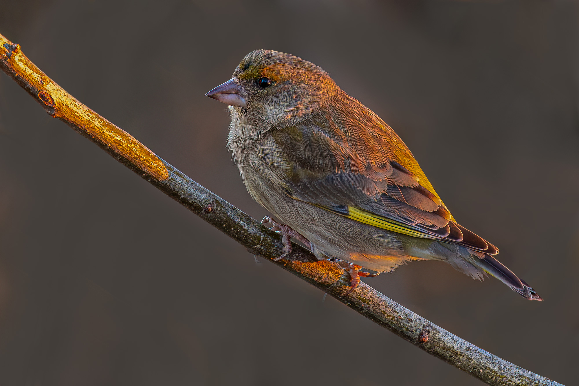 Greenfinch