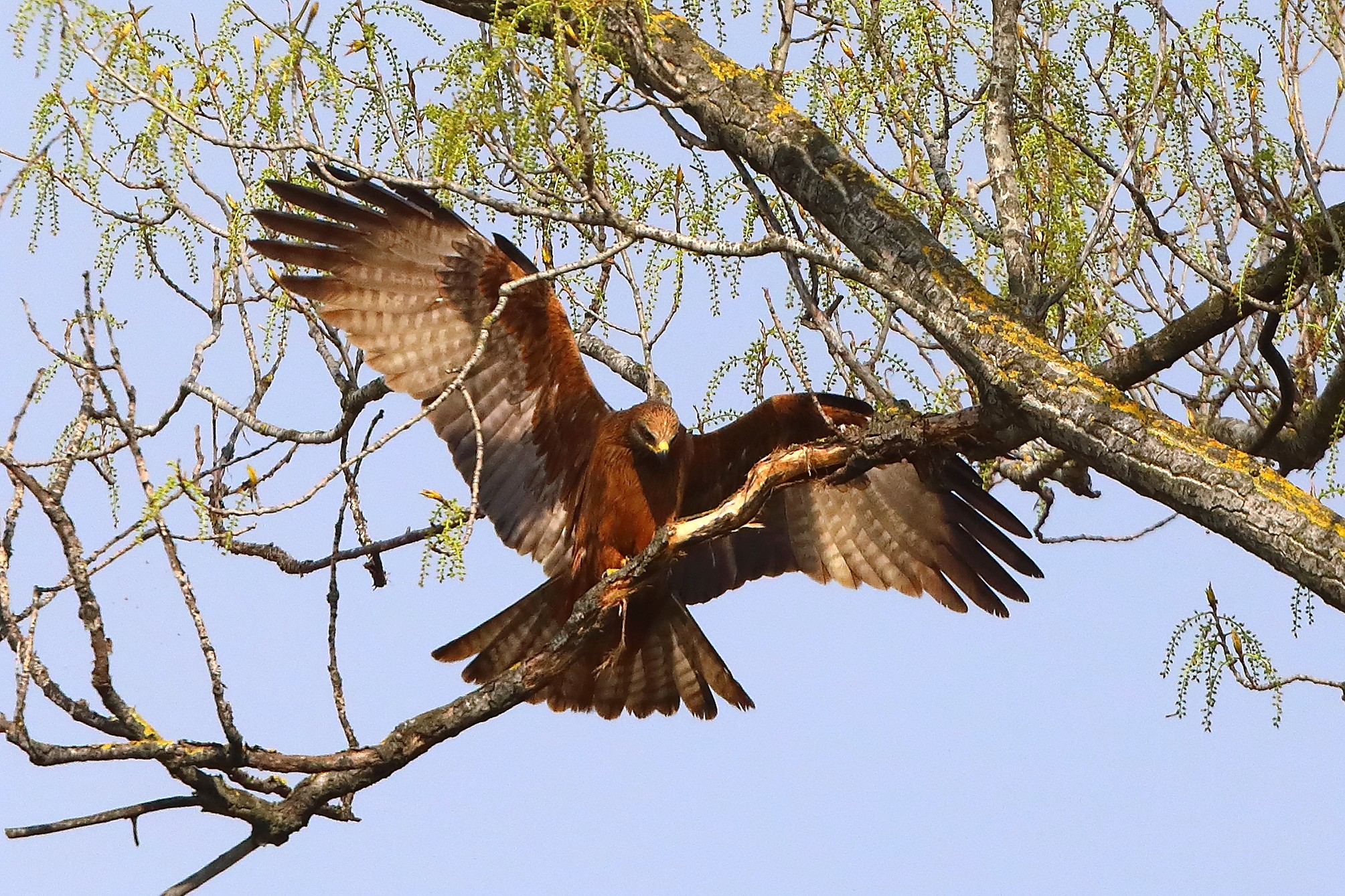 Nibbio bruno 29 marzo 2025 - 0081