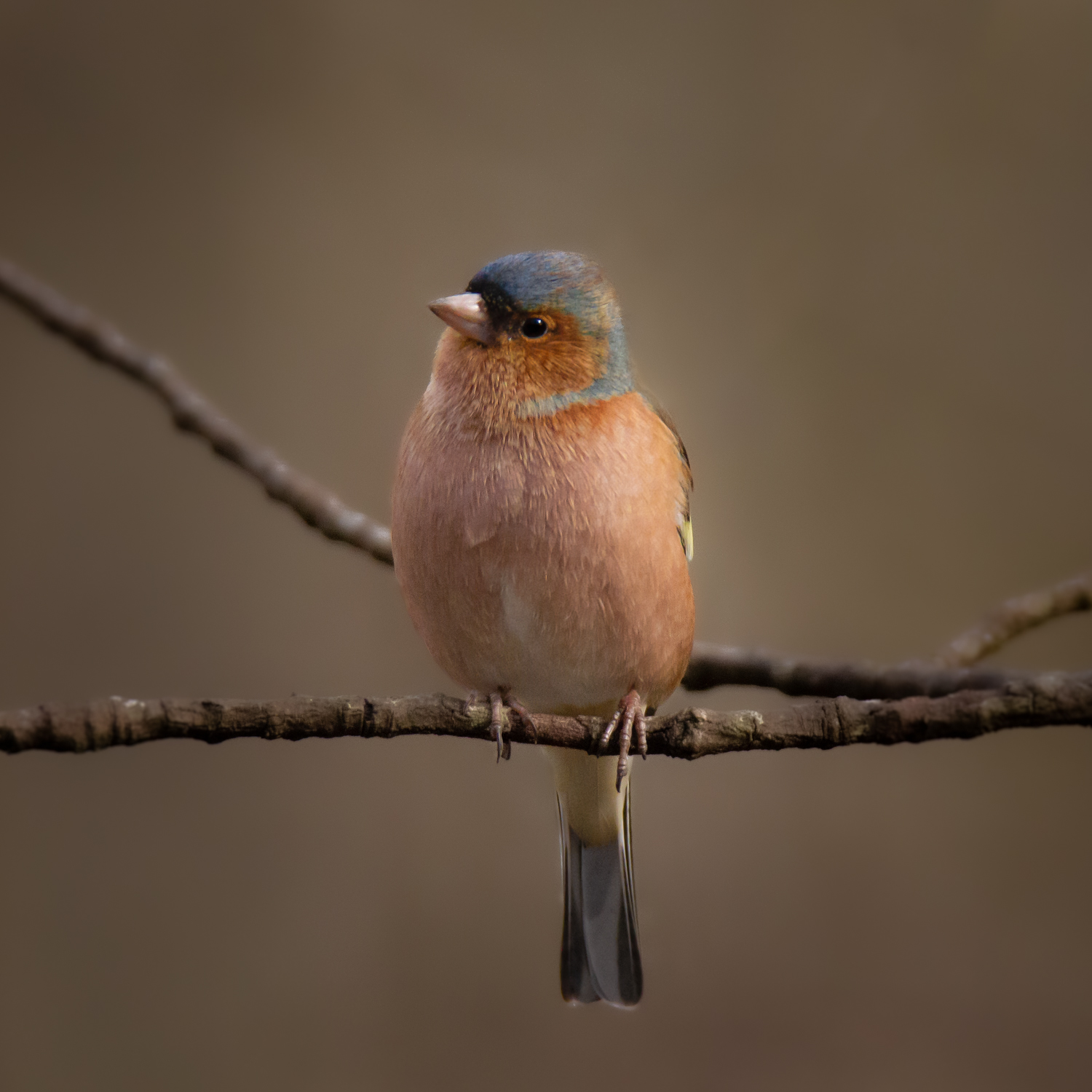 Chaffinch