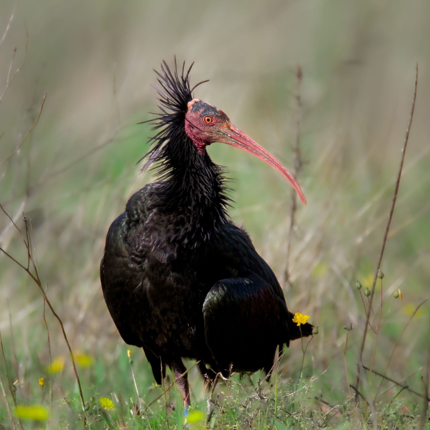 Northern Bald Ibis