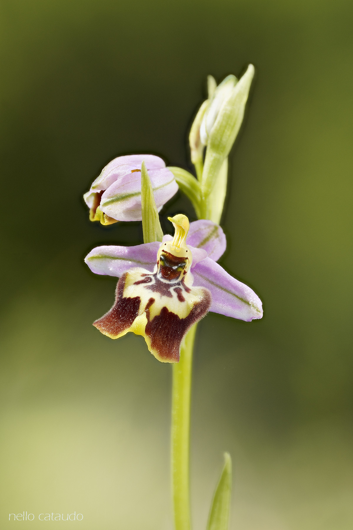 Ophrys calliantha