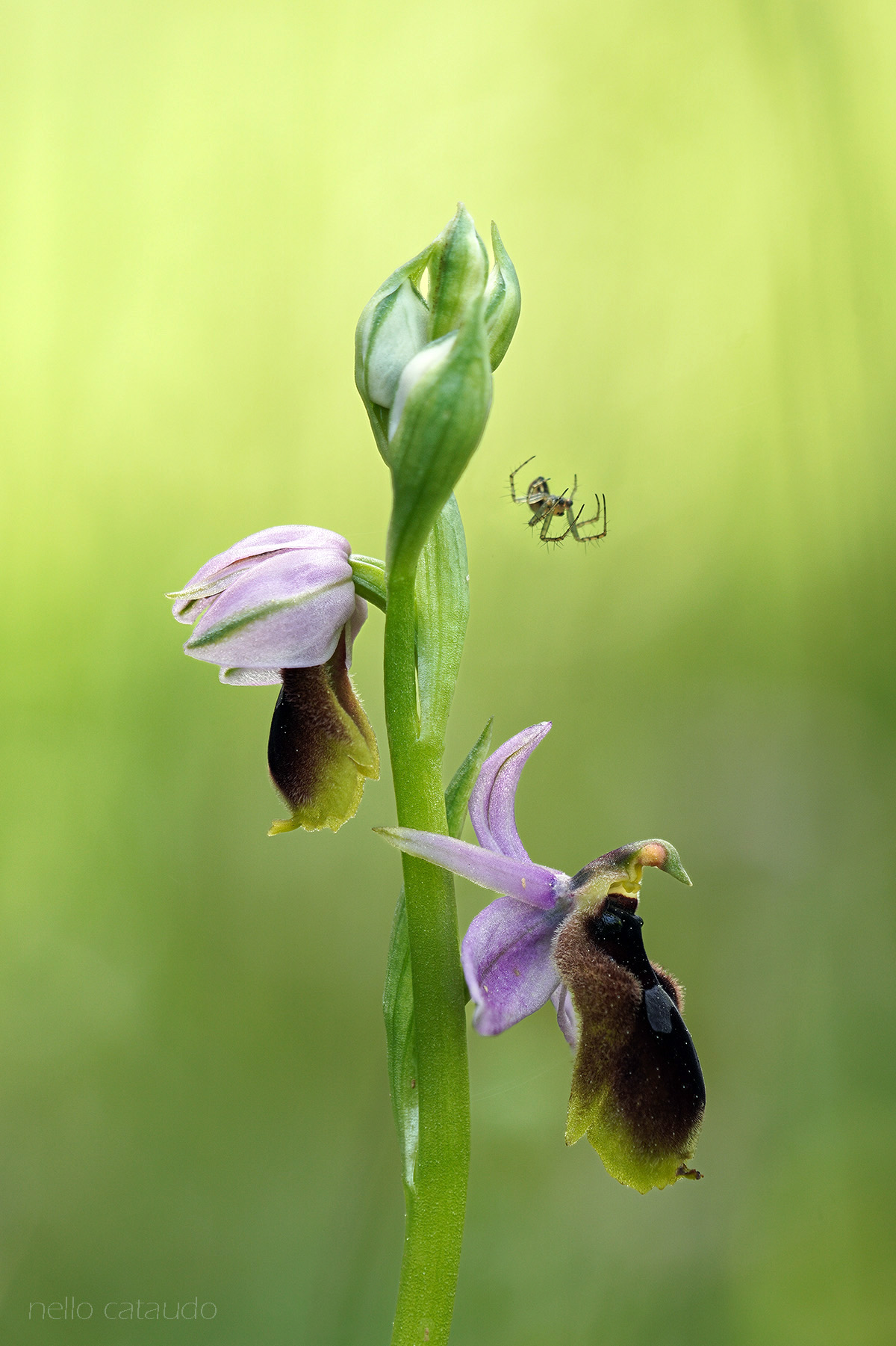 Ophrys iunulata