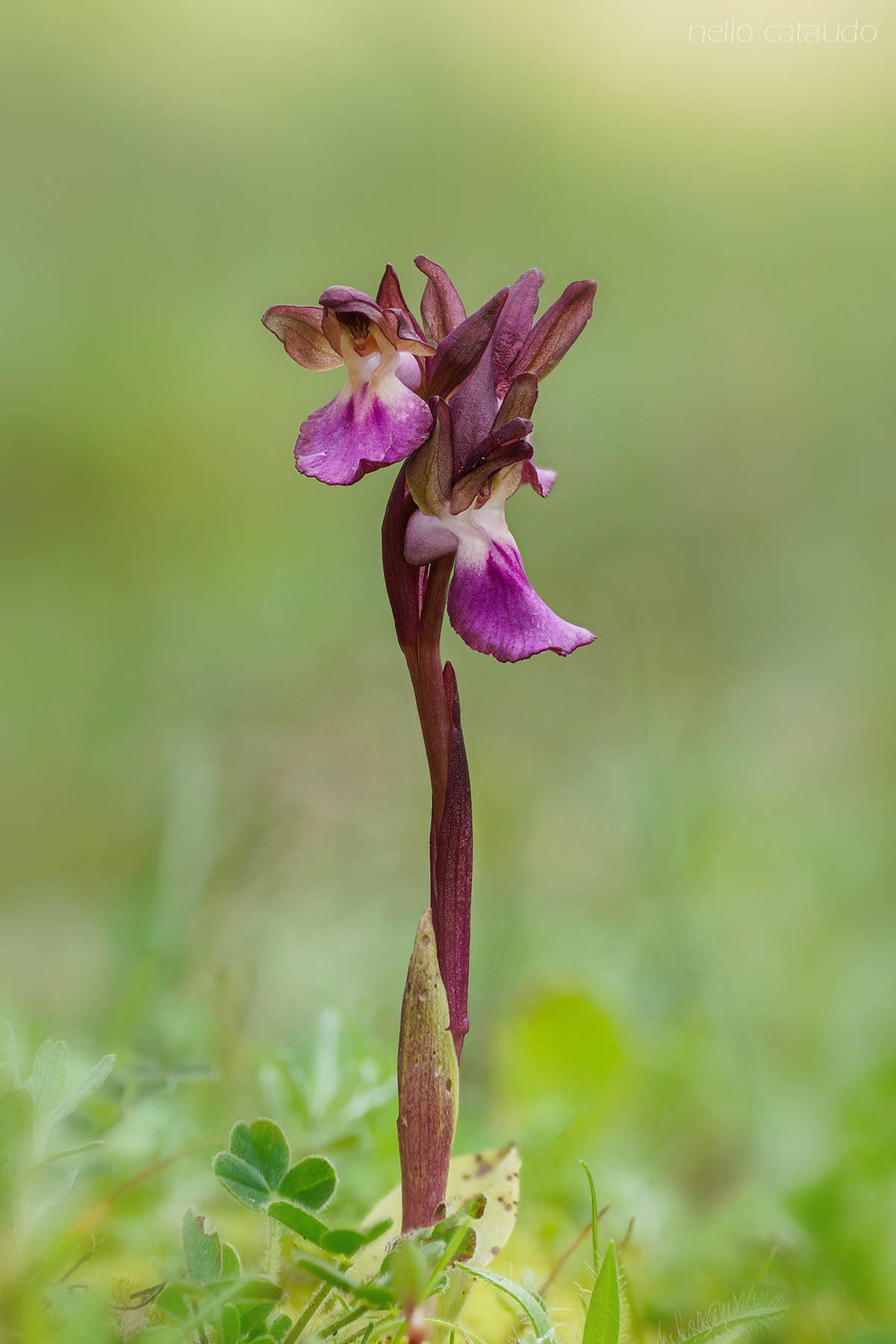 Anacamptis hill