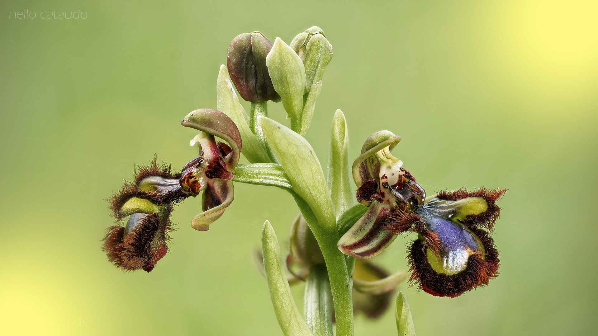 Ophrys speculum