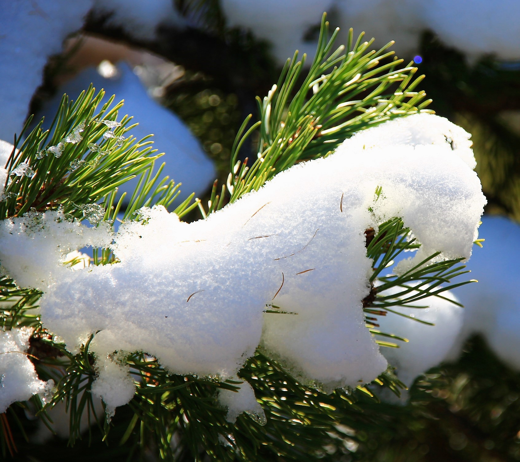The first snow