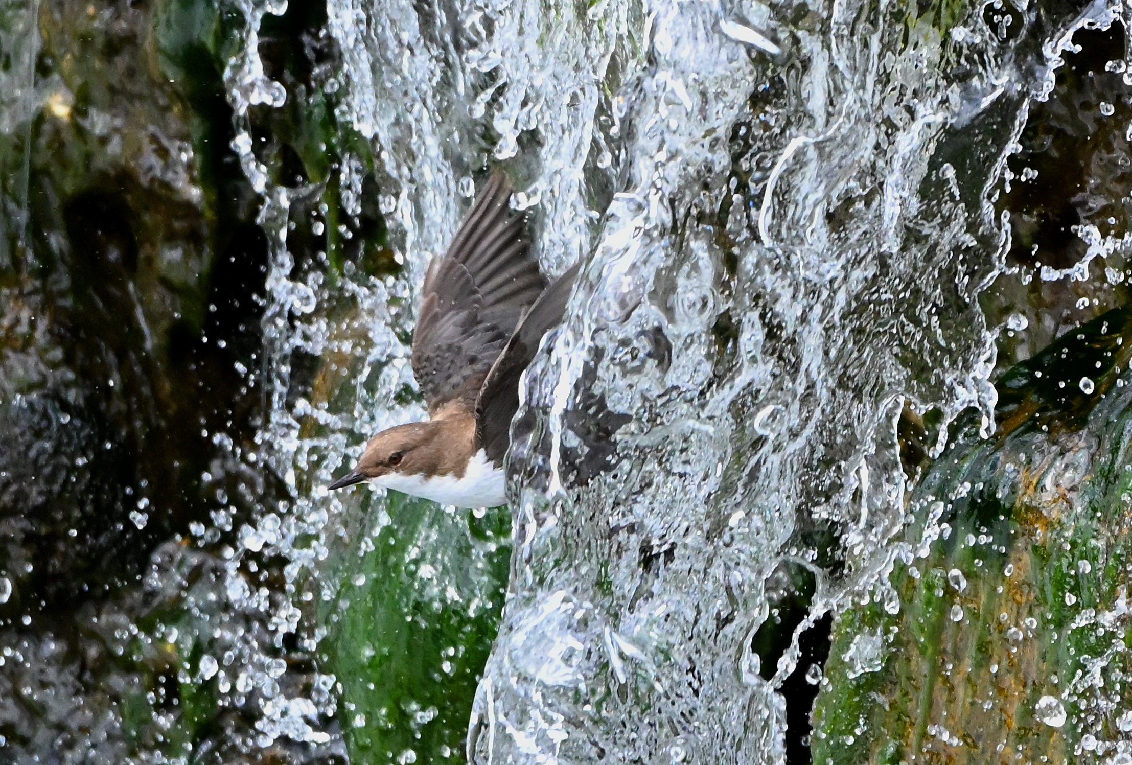 white-throated dipper